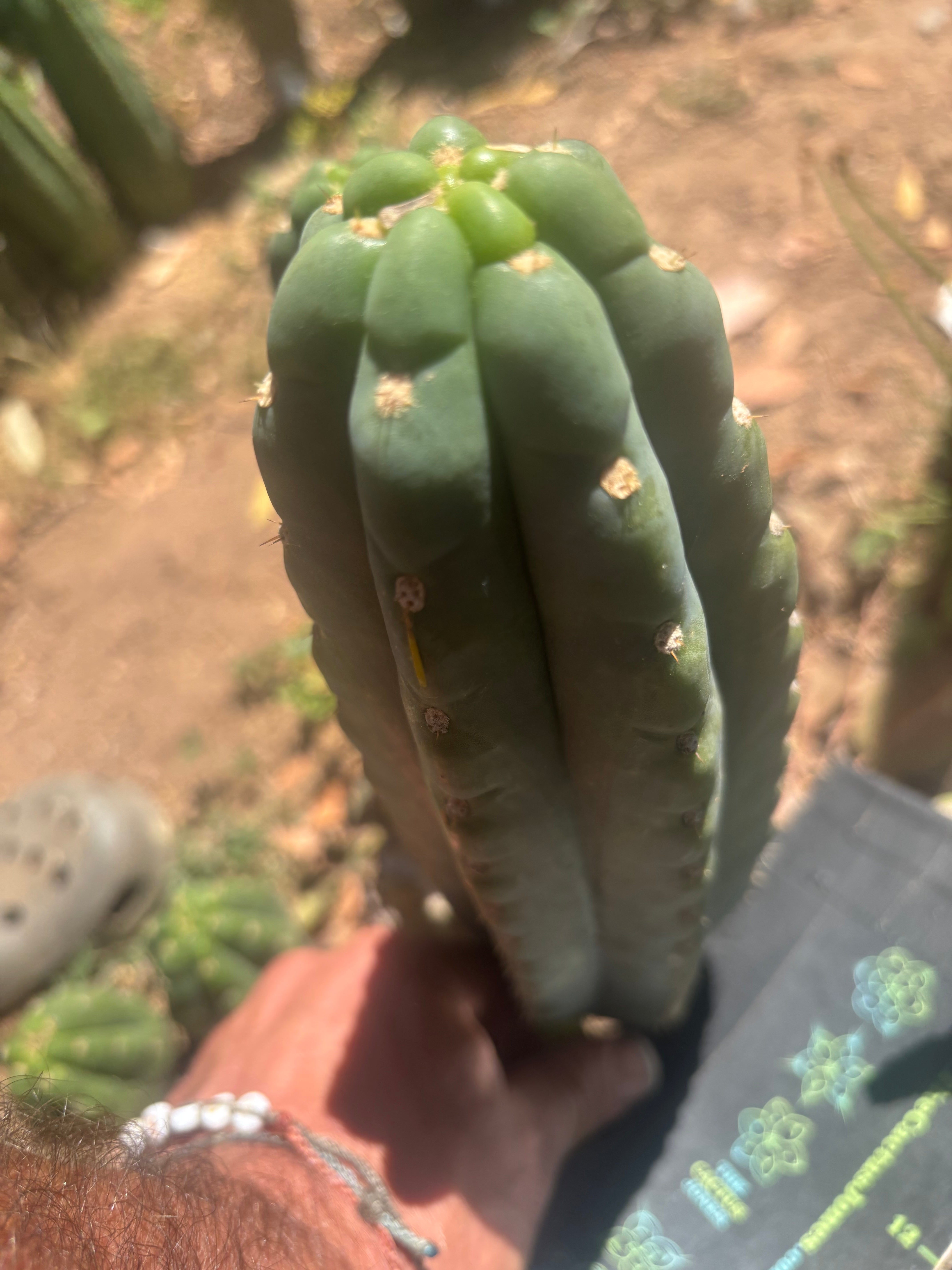 💎👑🌶️  Ichoca — 10” Tip