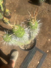 💎👑💎🦄 Varispiralis  — Stunning XL Tri-Column Rooted Showpiece
