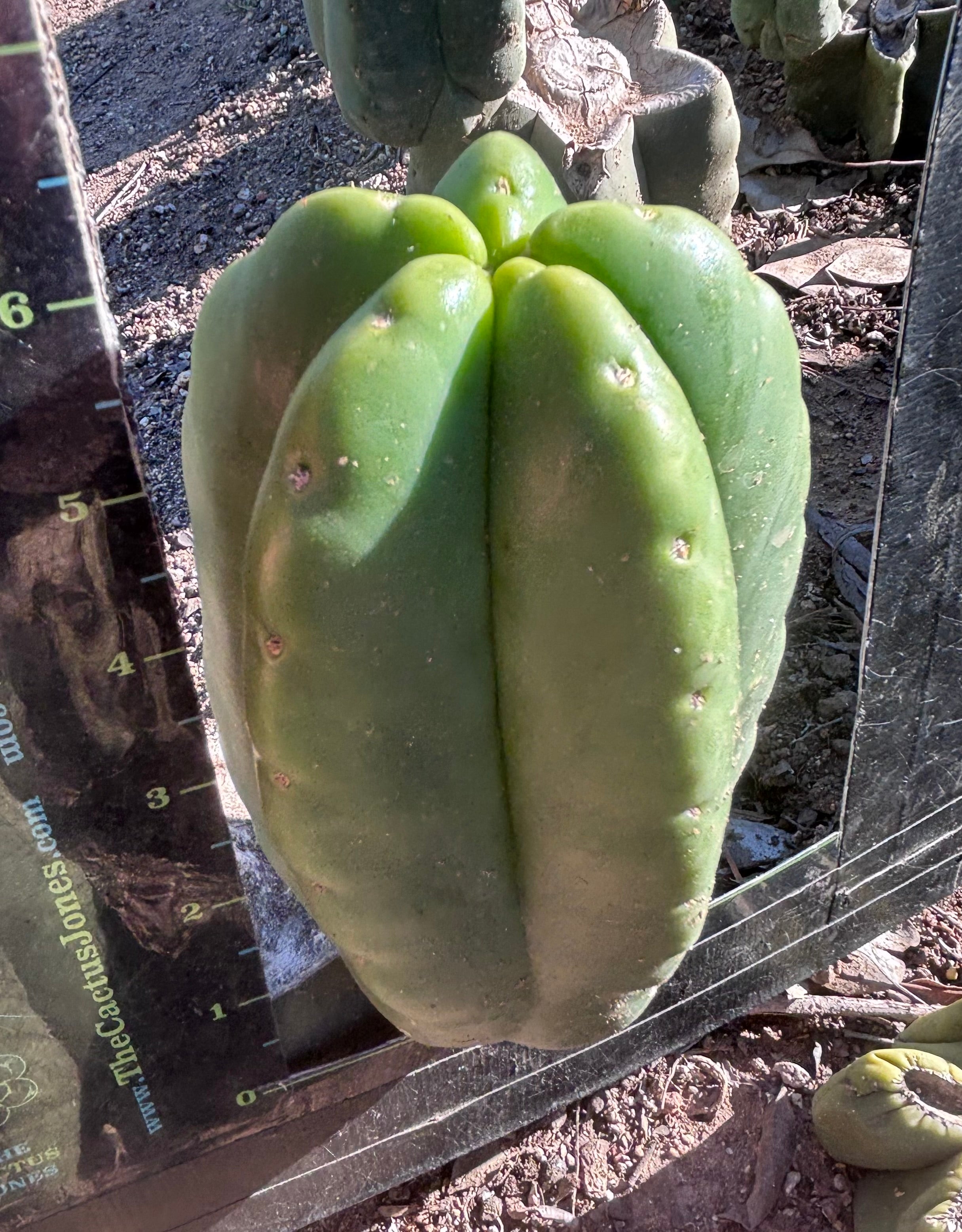 💎👑💎🌶️ Ferah! — 6” Grenade