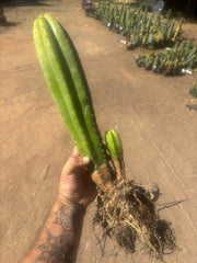 💎 Landfill x Super Pedro — Seed Grown XL 15” Full Roots