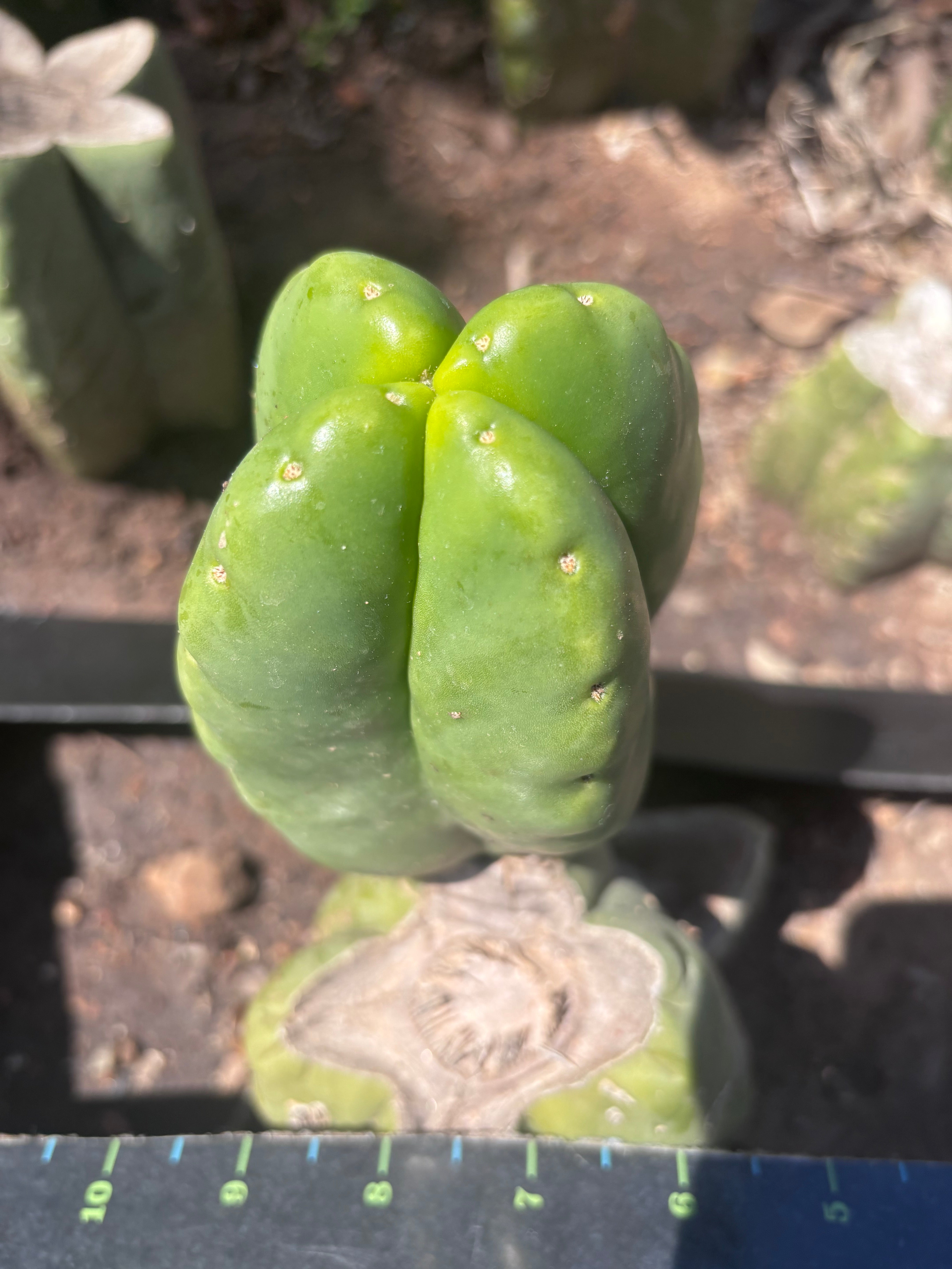 💎👑💎🌶️ Ferah — FourWang Chub Muffin