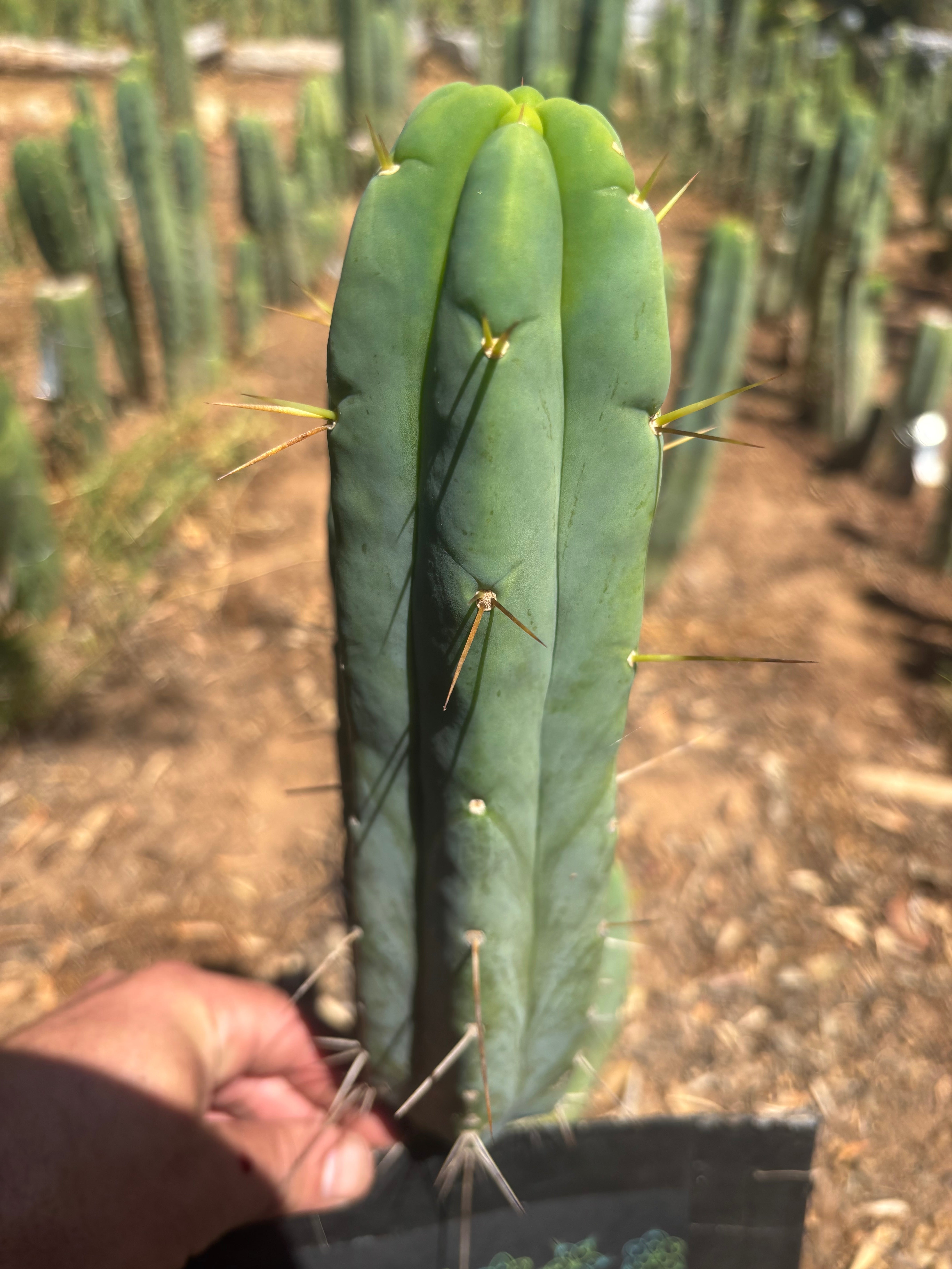 👑🌶️ Species C — 11” Pup