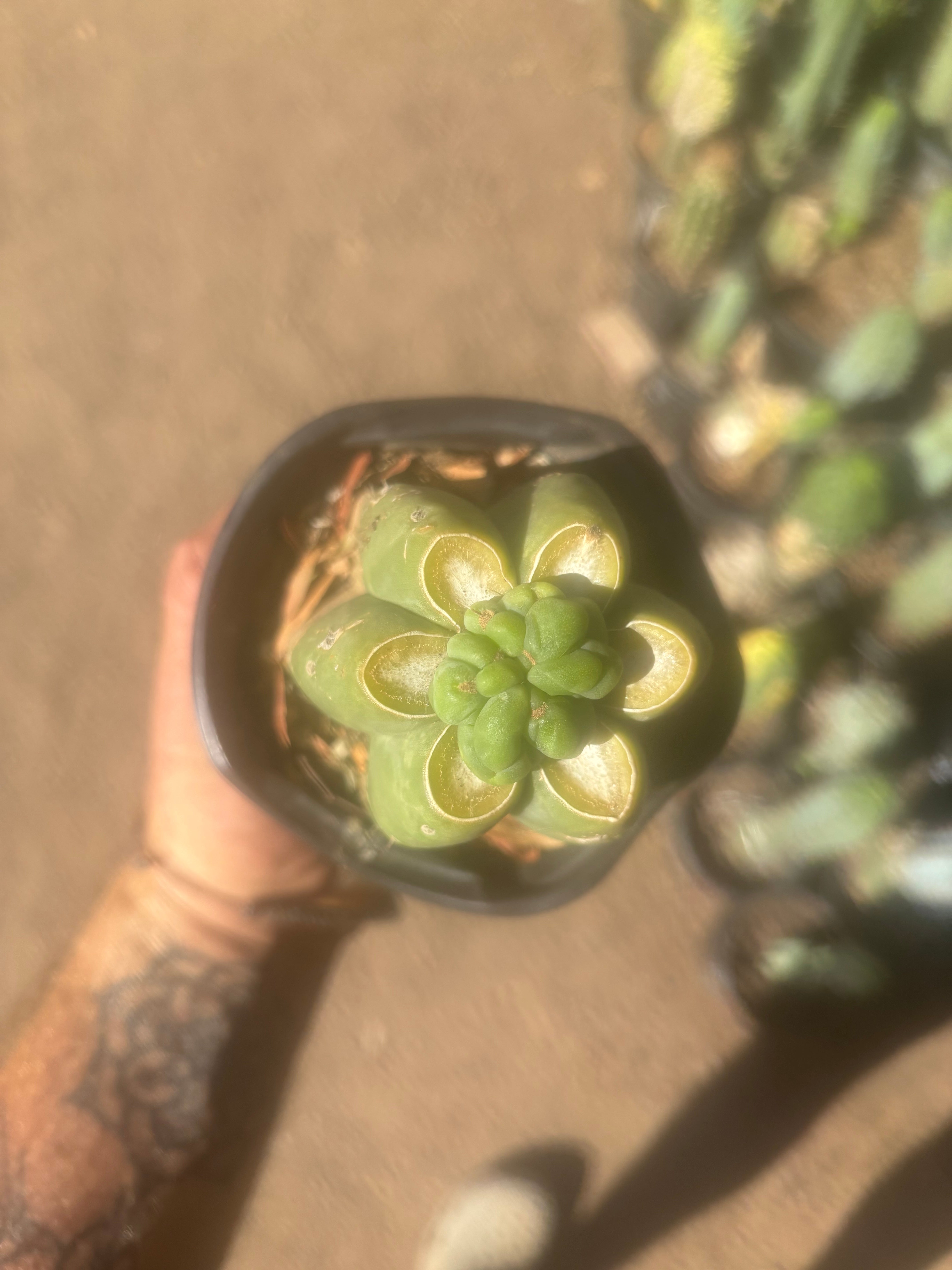 💎👑💎 Havran — Pup Grafts on Rooted Pierre (Inventory Listing)