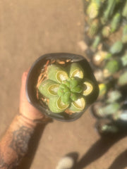 💎👑💎 Havran — Pup Grafts on Rooted Pierre (Inventory Listing)