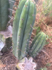 🌶️🌶️⚠️ E.R. — 12” Pup