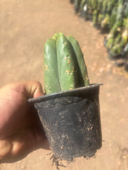 👑💎🌶️  CSD — Another Pup Graft on Rooted Pierre