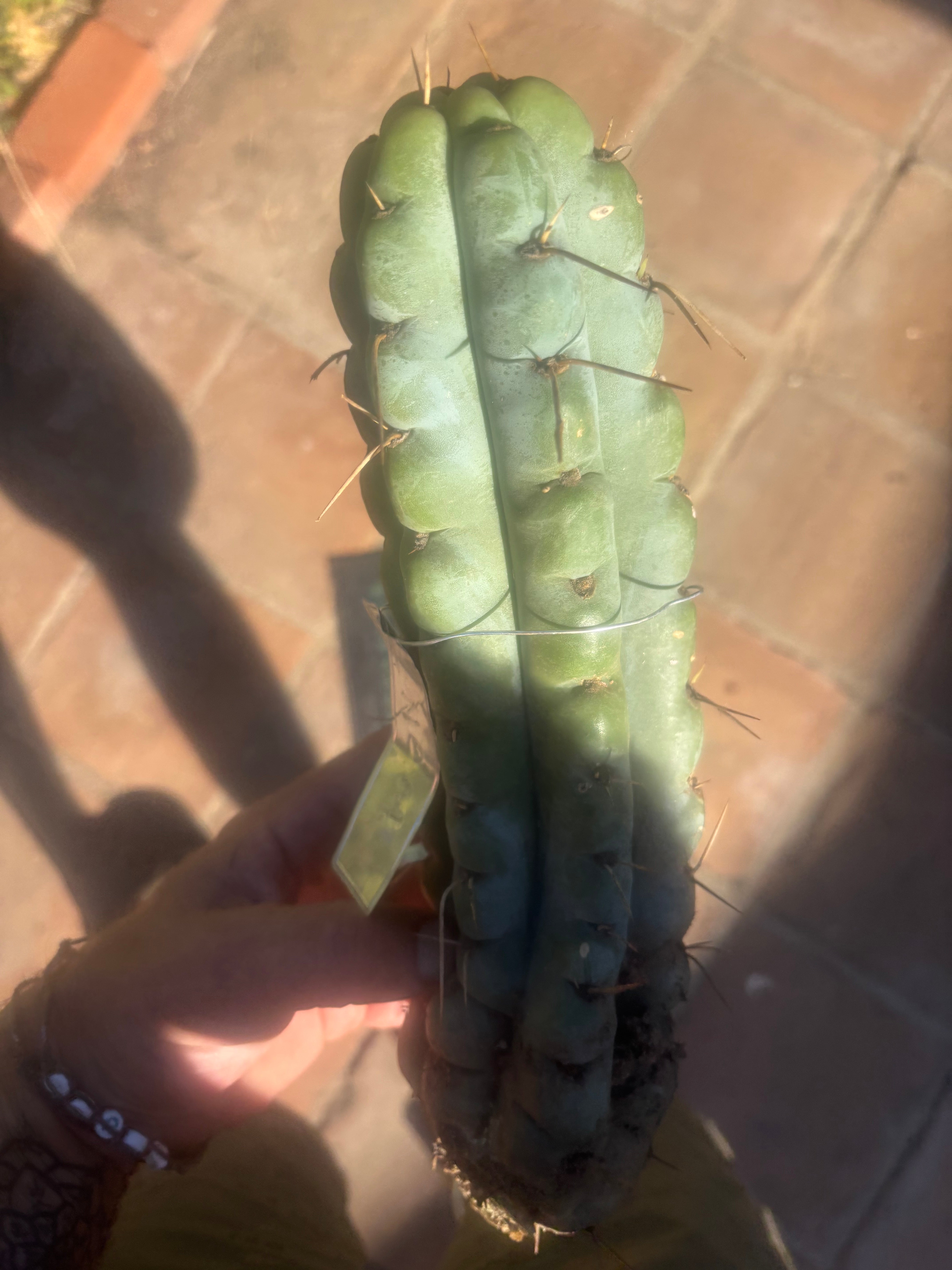 💎🌶️🌶️ NOM —  12” Notch Bomb