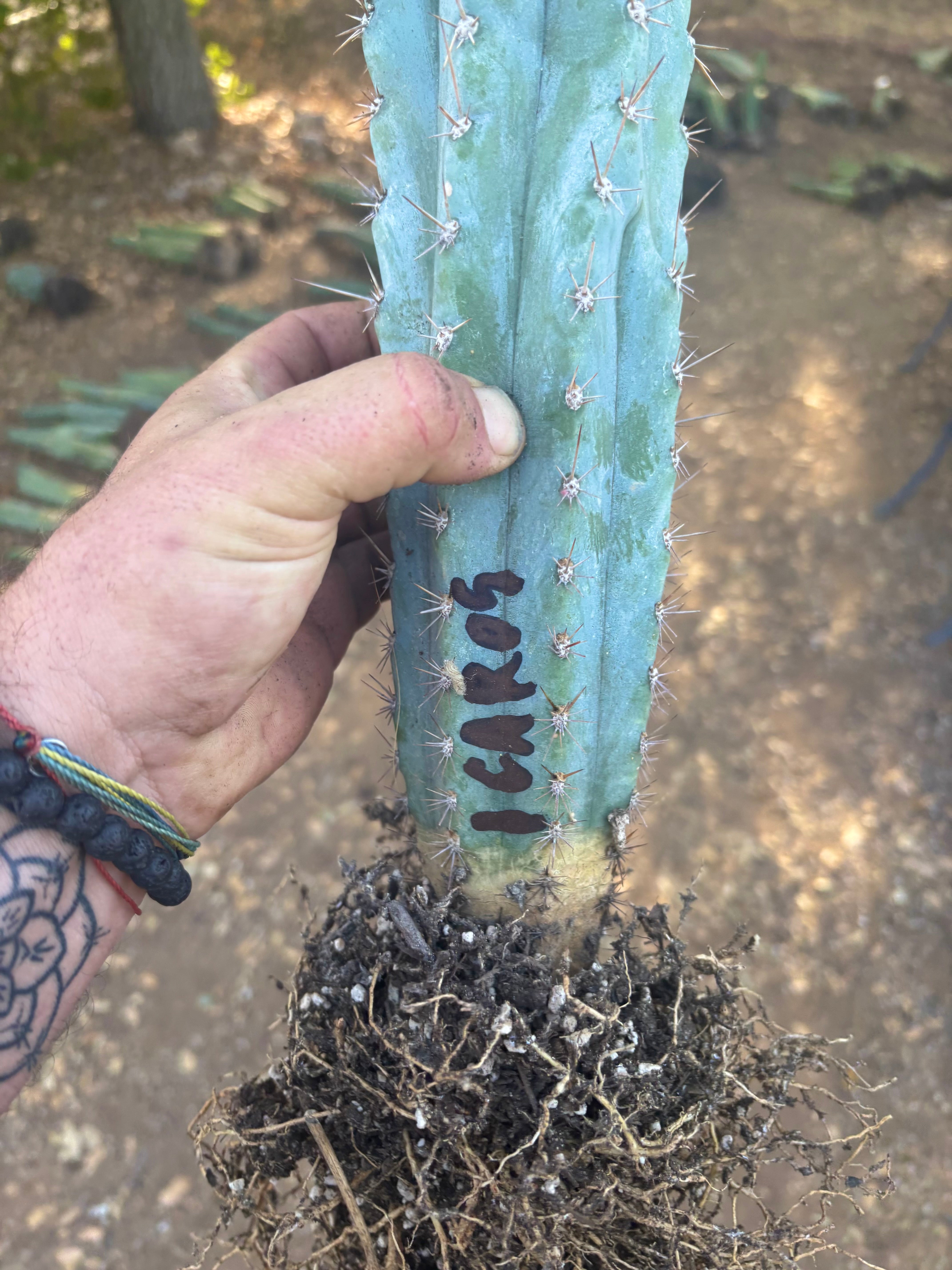 👑💎  Icaros DNA  — XL 17” Fully Rooted
