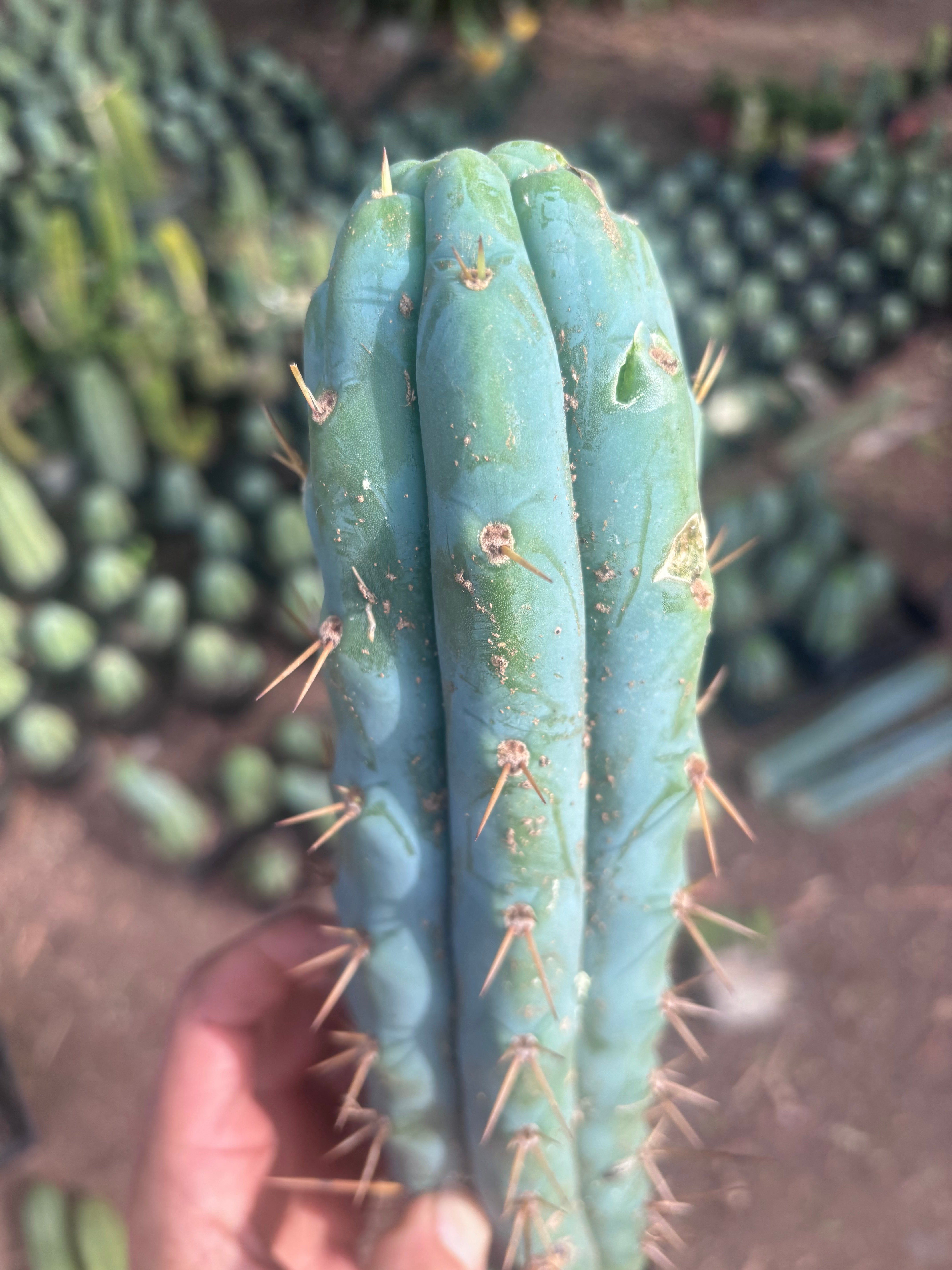 💎👑💎🌶️  Ashdod — 12” Pup