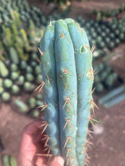 💎👑💎🌶️  Ashdod — 12” Pup