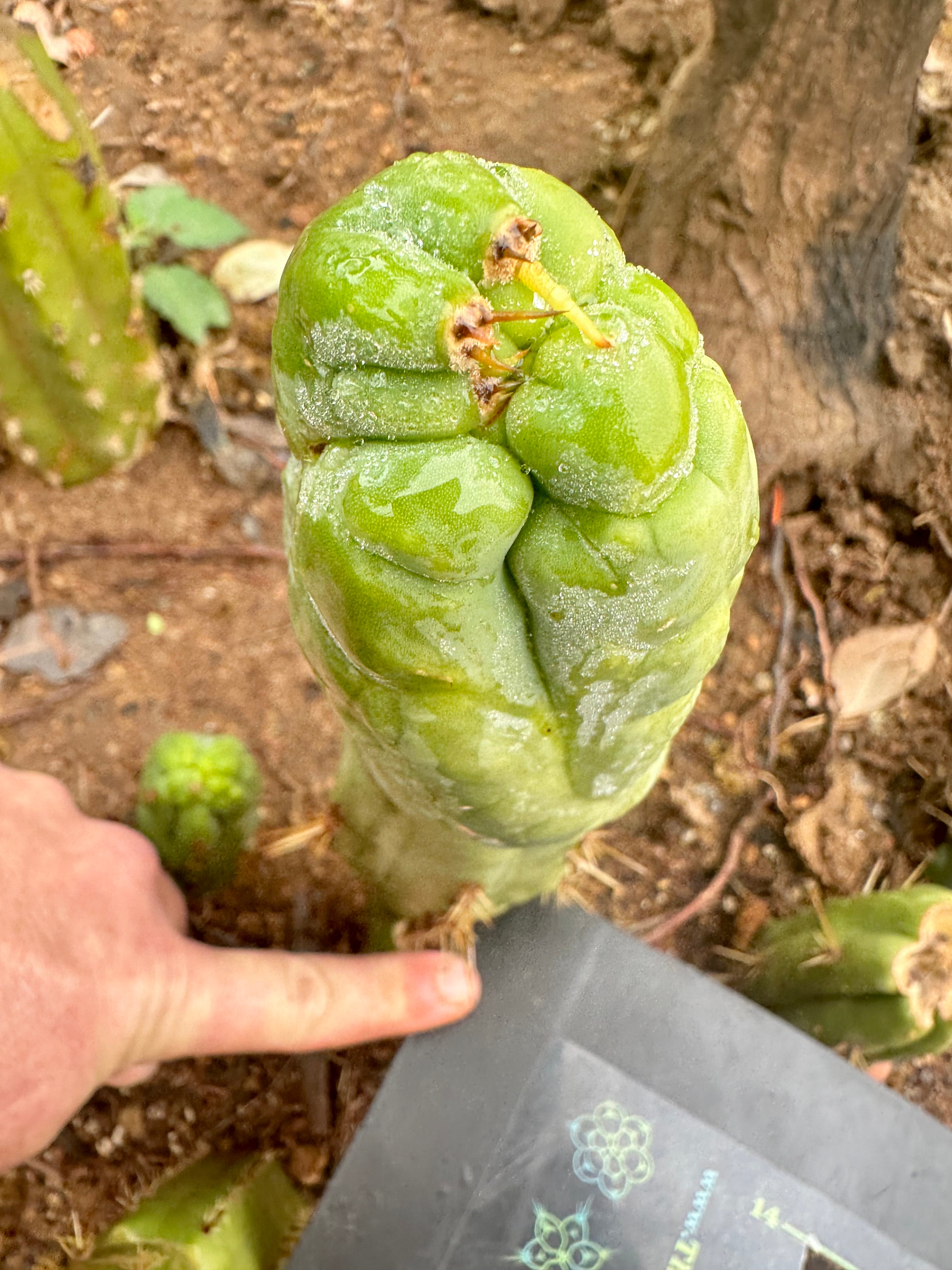 💎👑 Bruce’s Dragon — 9” Pup