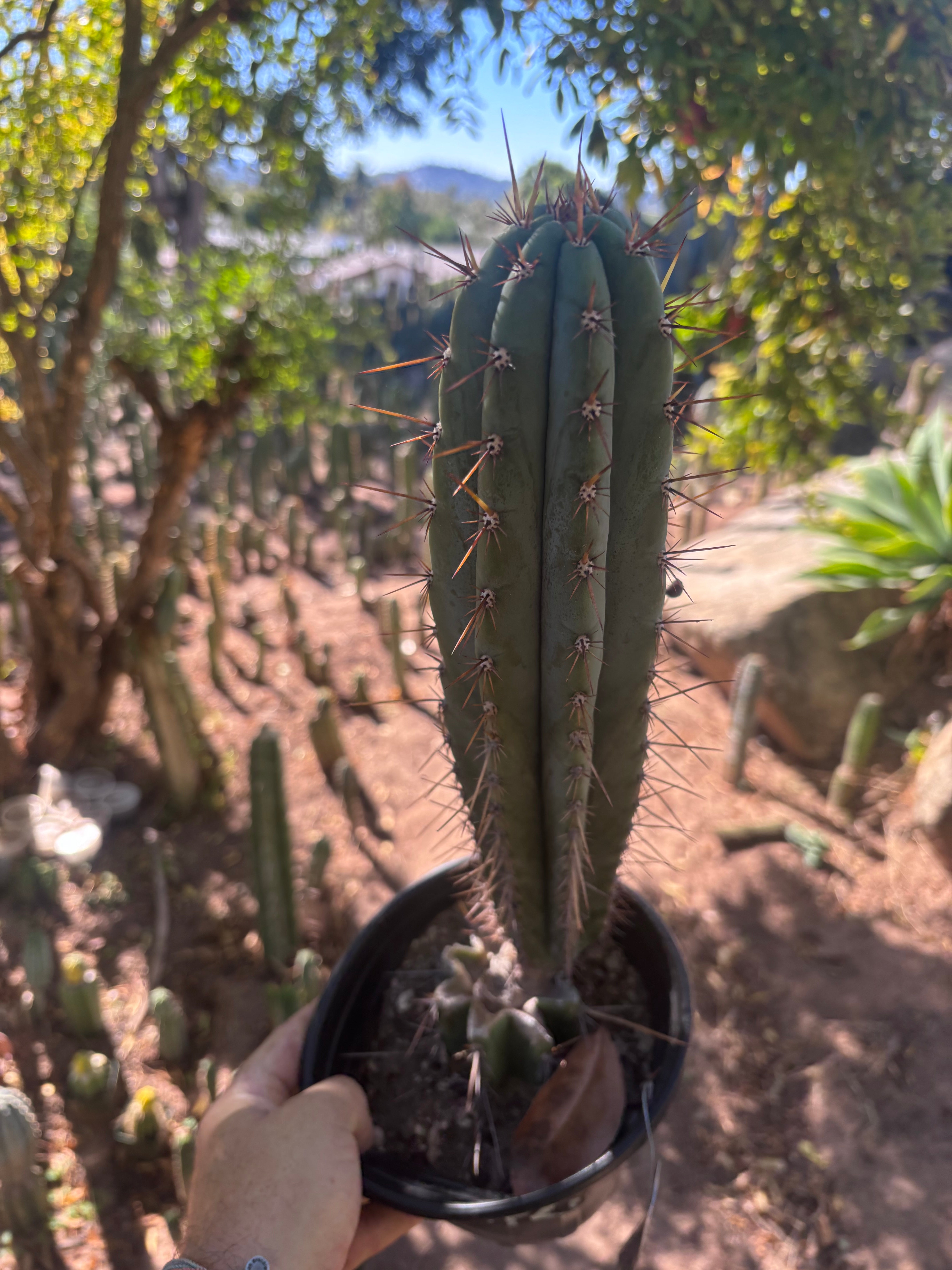 💎👑💎(🌶️ ) Tipz — Fully Rooted 16”