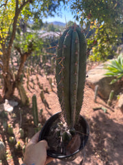 💎👑💎(🌶️ ) Tipz — Fully Rooted 16”