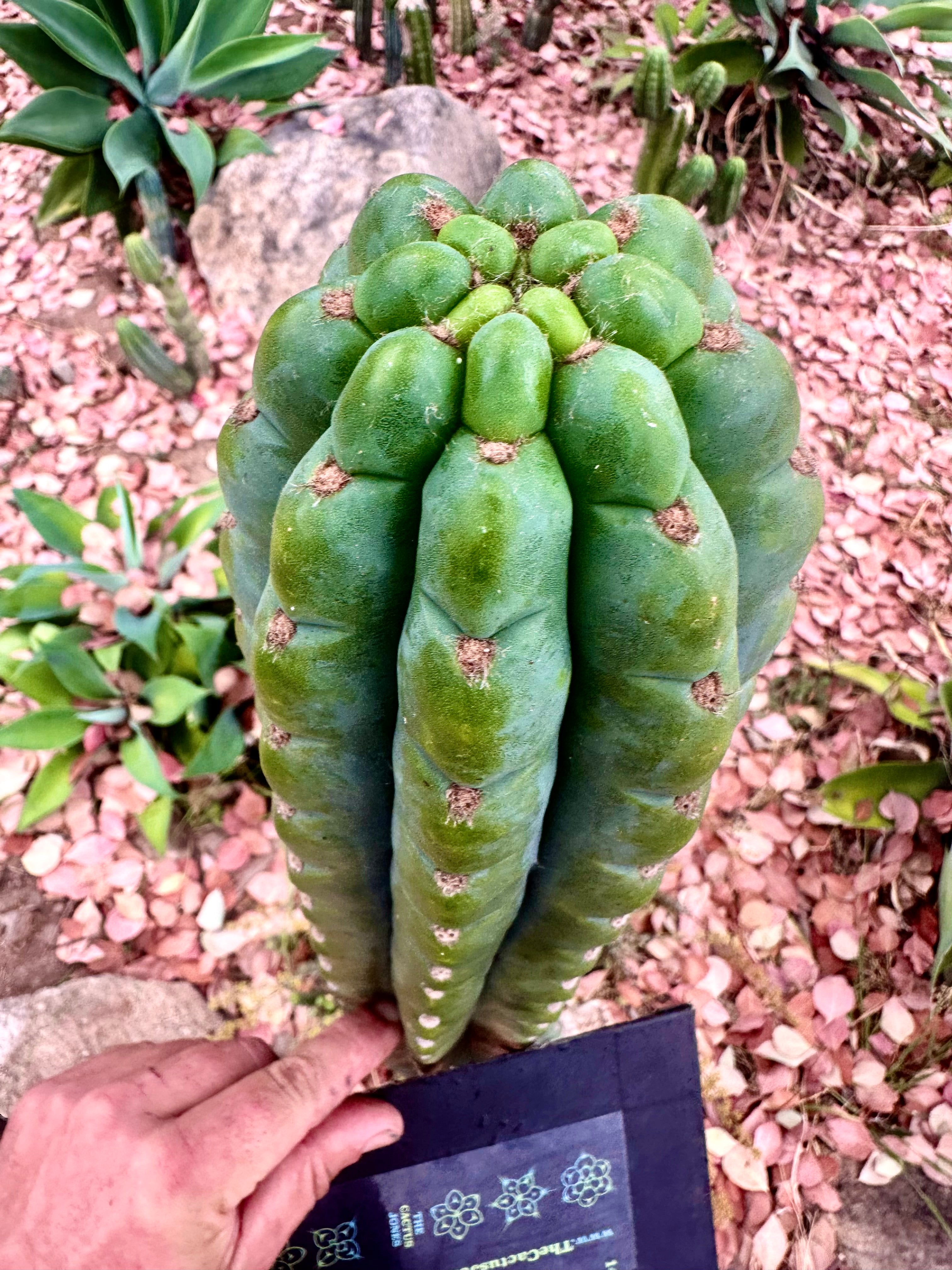 💎👑🌶️ Ichoca — 10” BEAST Tip