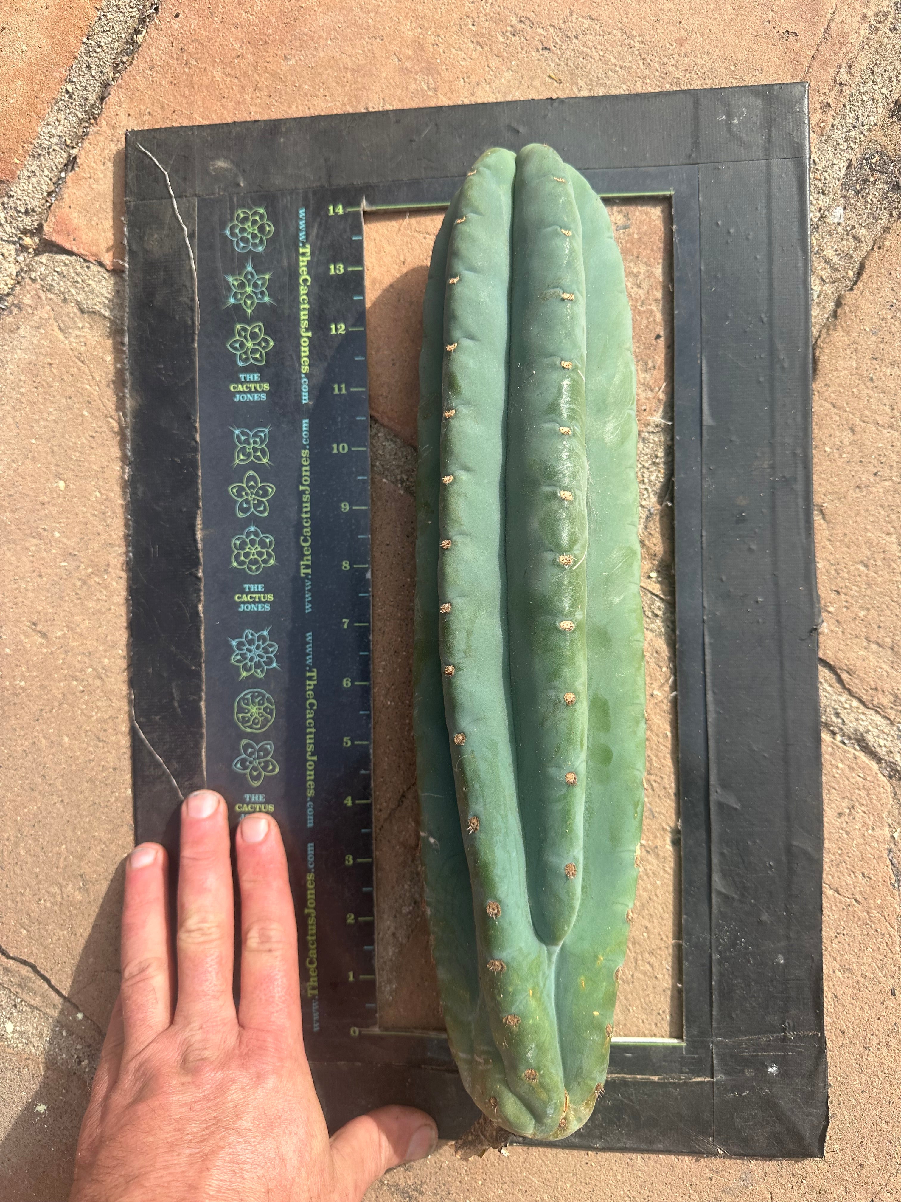 💎👑🌶️ Pierre — XL 15” Pup