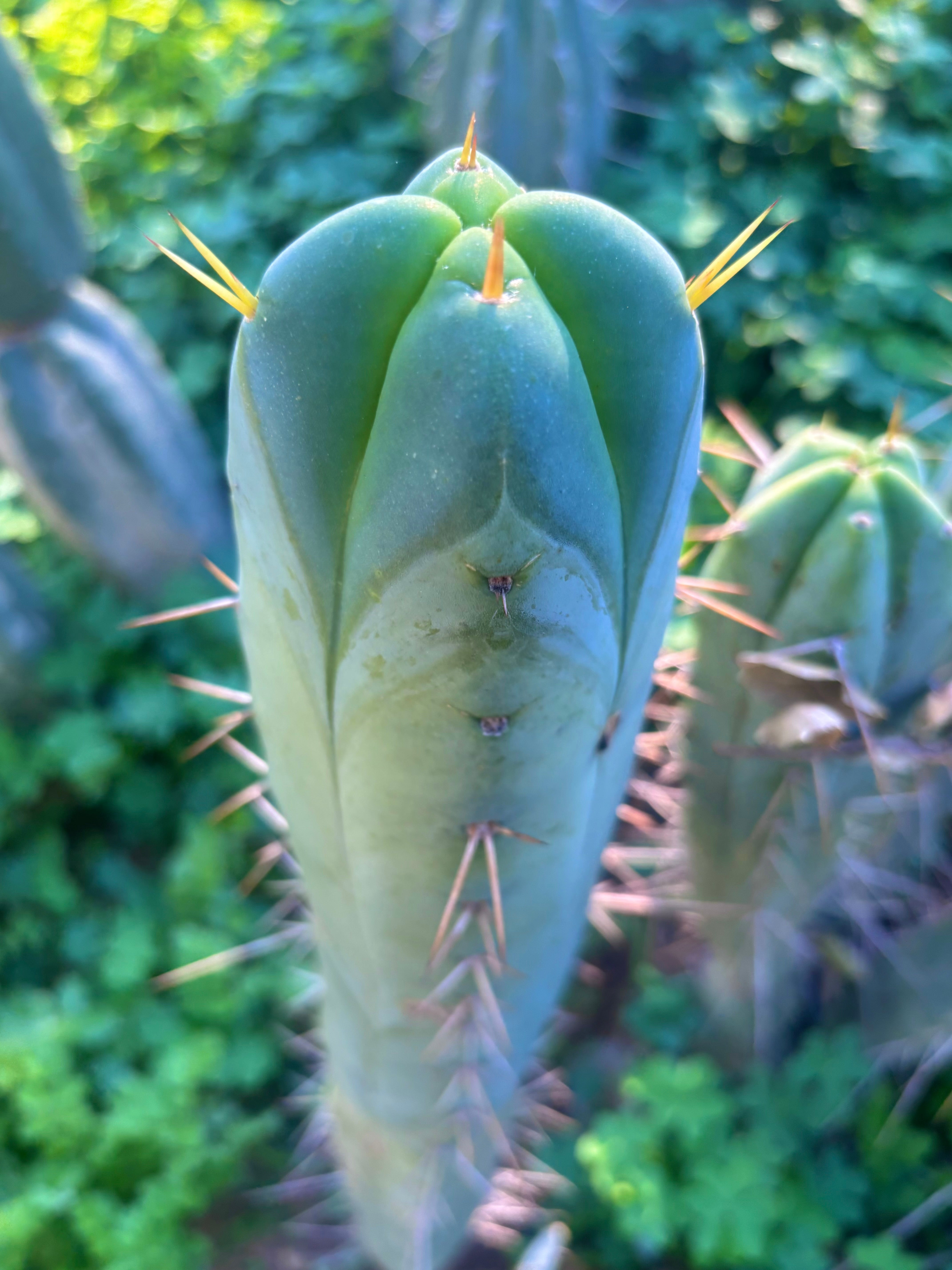 💎👑🌶️🌶️ SS02  — 10” FourWang Tip