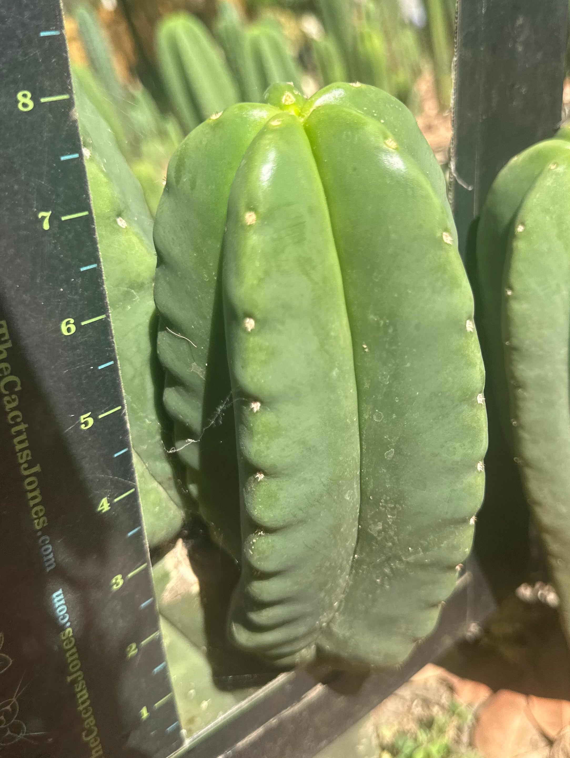 👑🌶️ Zulk — 8” Melon Pup