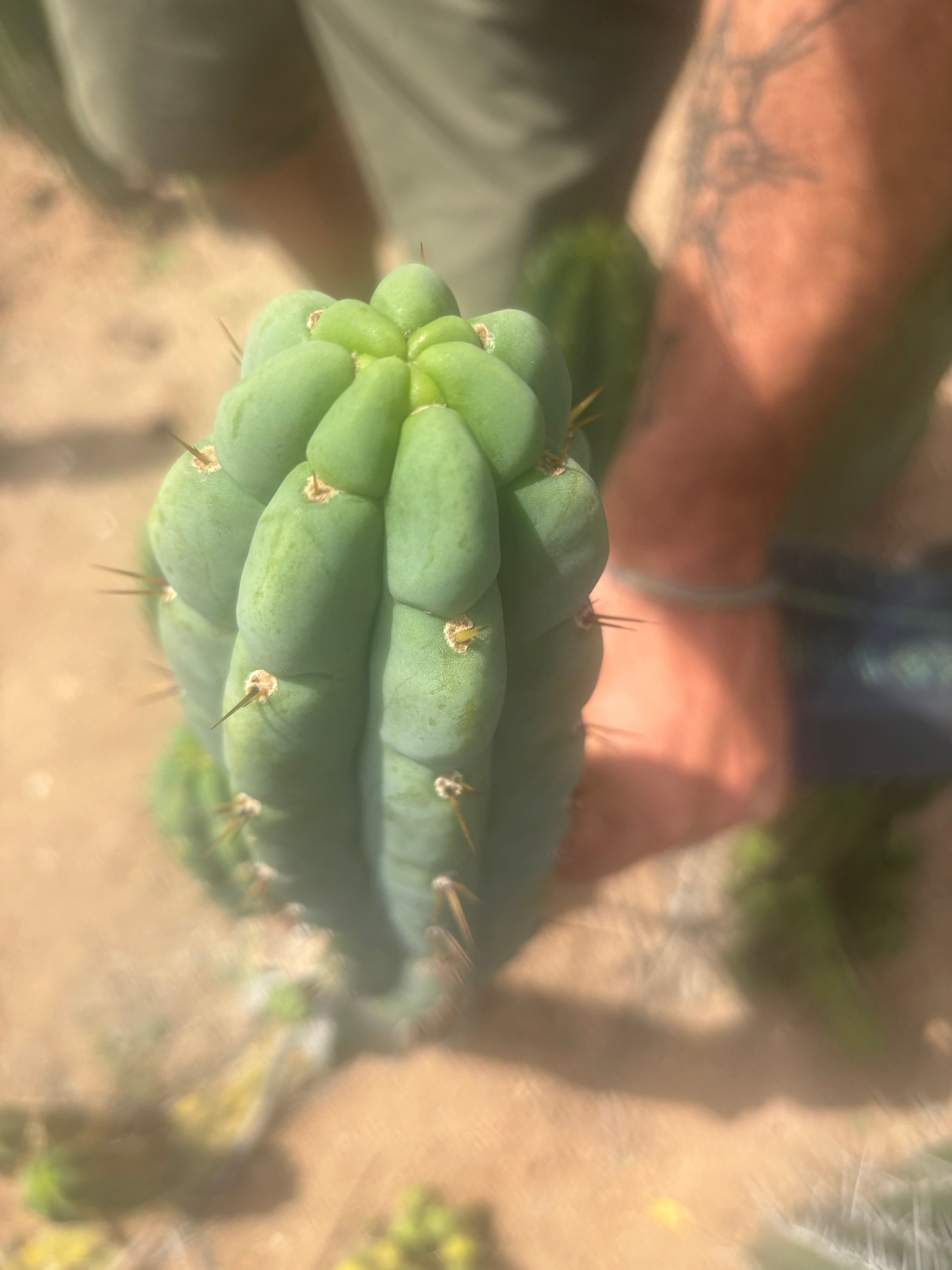 👑🌶️🌶️ Austy’s Bomb — 11.5” Pup