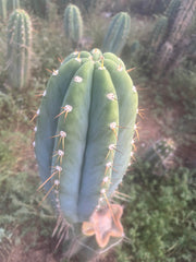 💎👑🌶️ CGG — MASSIVE 17” Melon