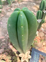 👑🌶️ Zulk — Thick 10” Tip