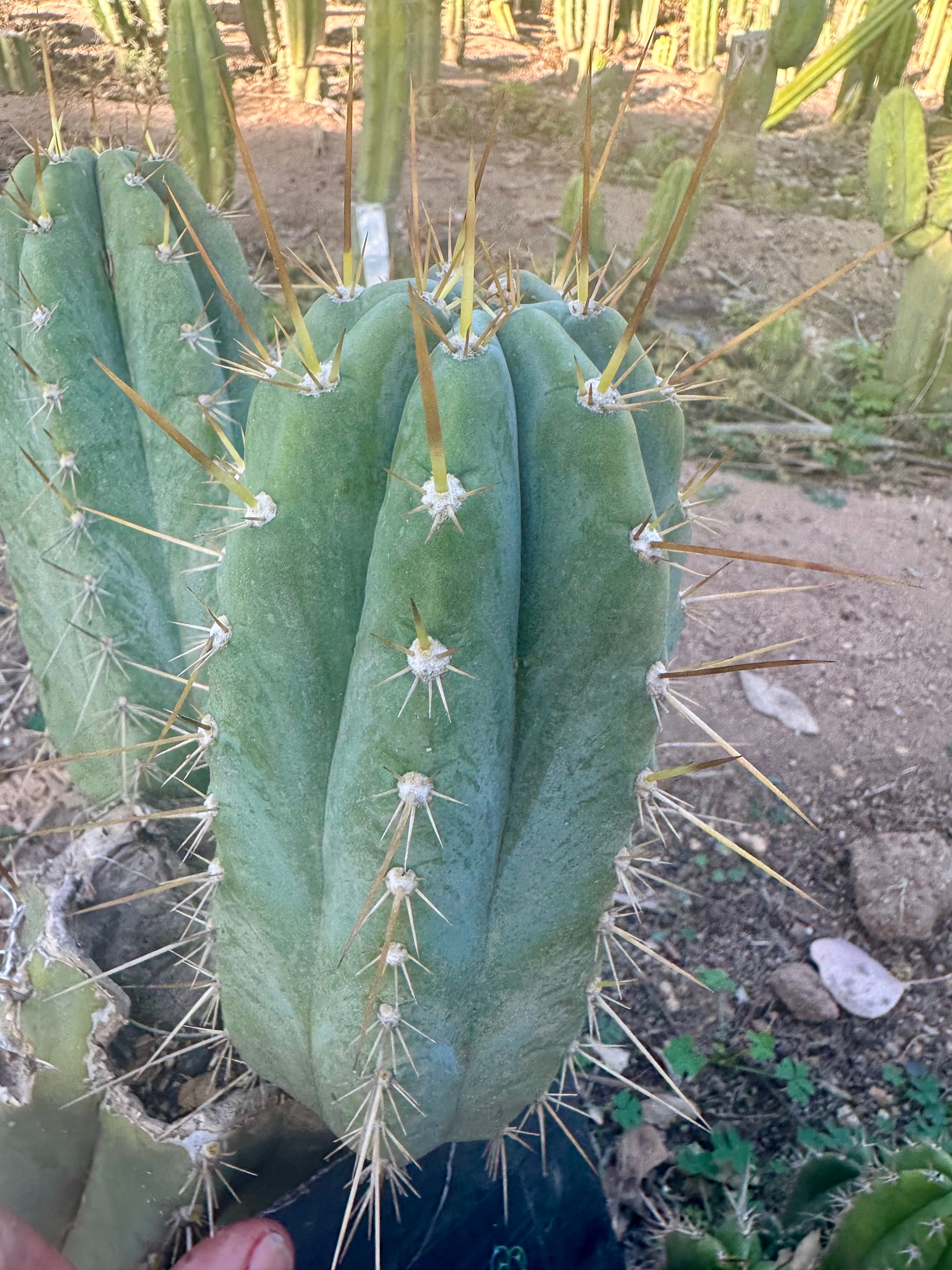 👑💎 Rimac — Fat 9” Pup