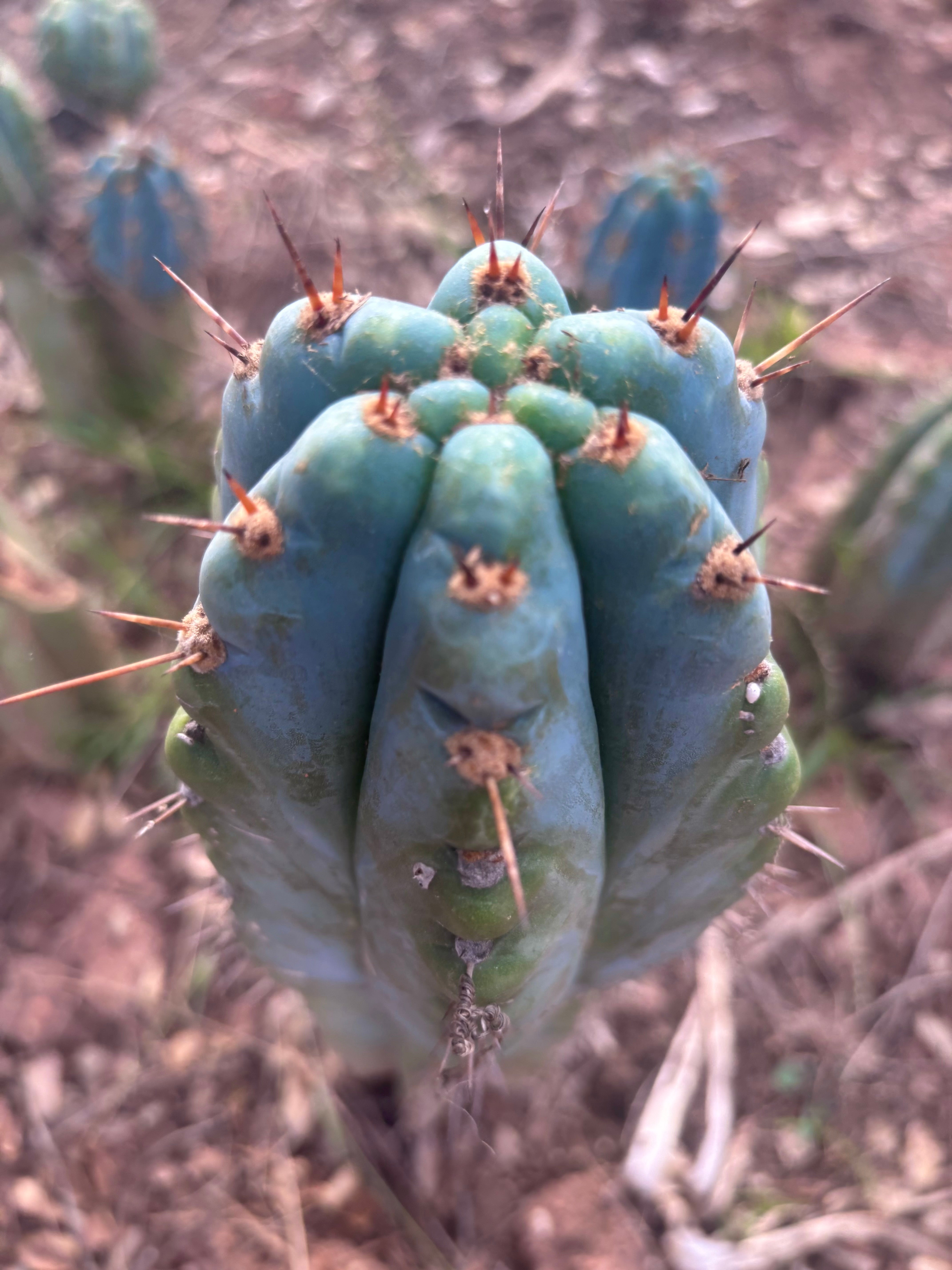 💎👑💎 Papa Smurf — Fat 10” Tip