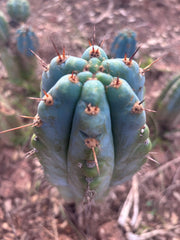 💎👑💎 Papa Smurf — Fat 10” Tip