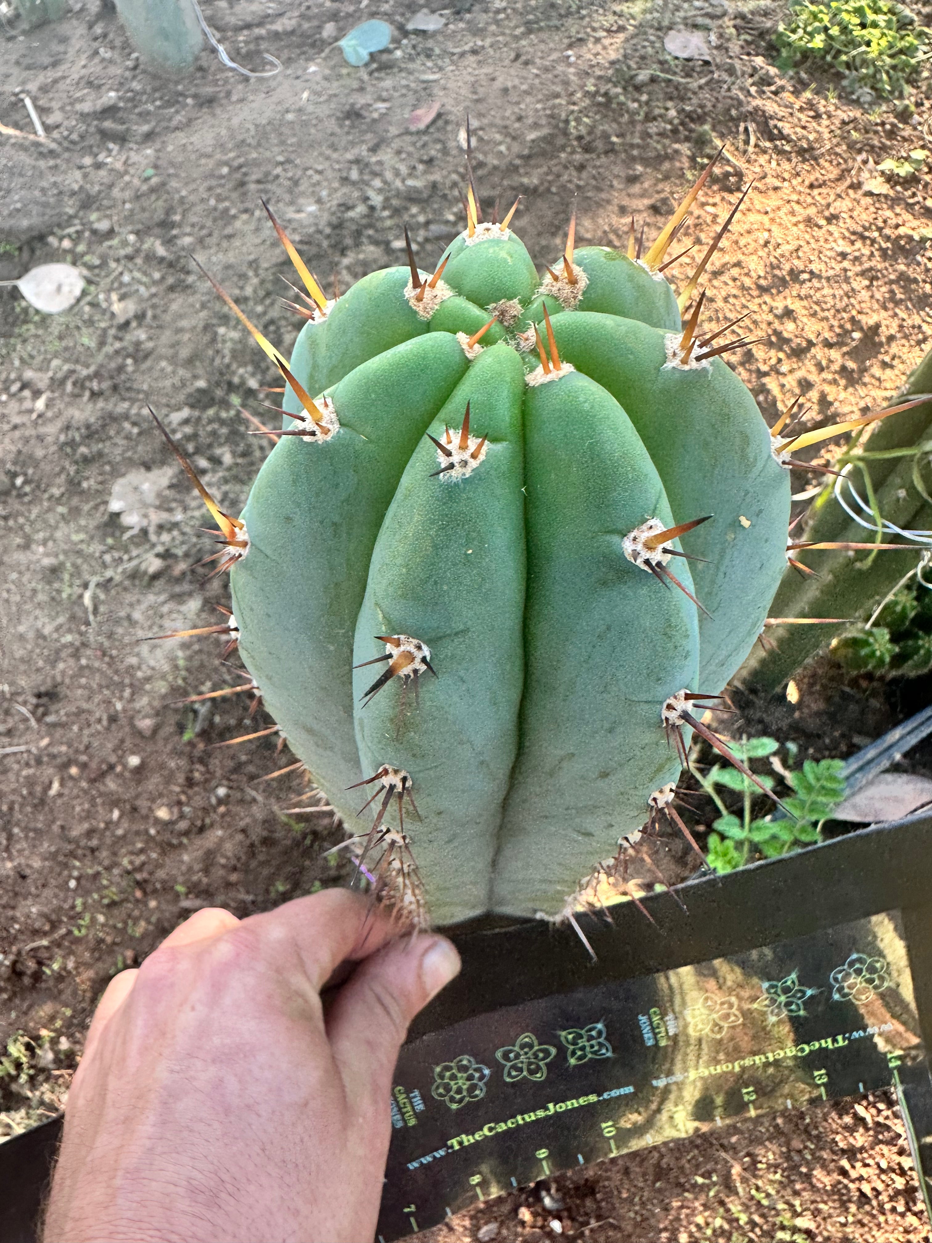 👑 Gorgeous PeruxPeru —  Fat 10” Tip