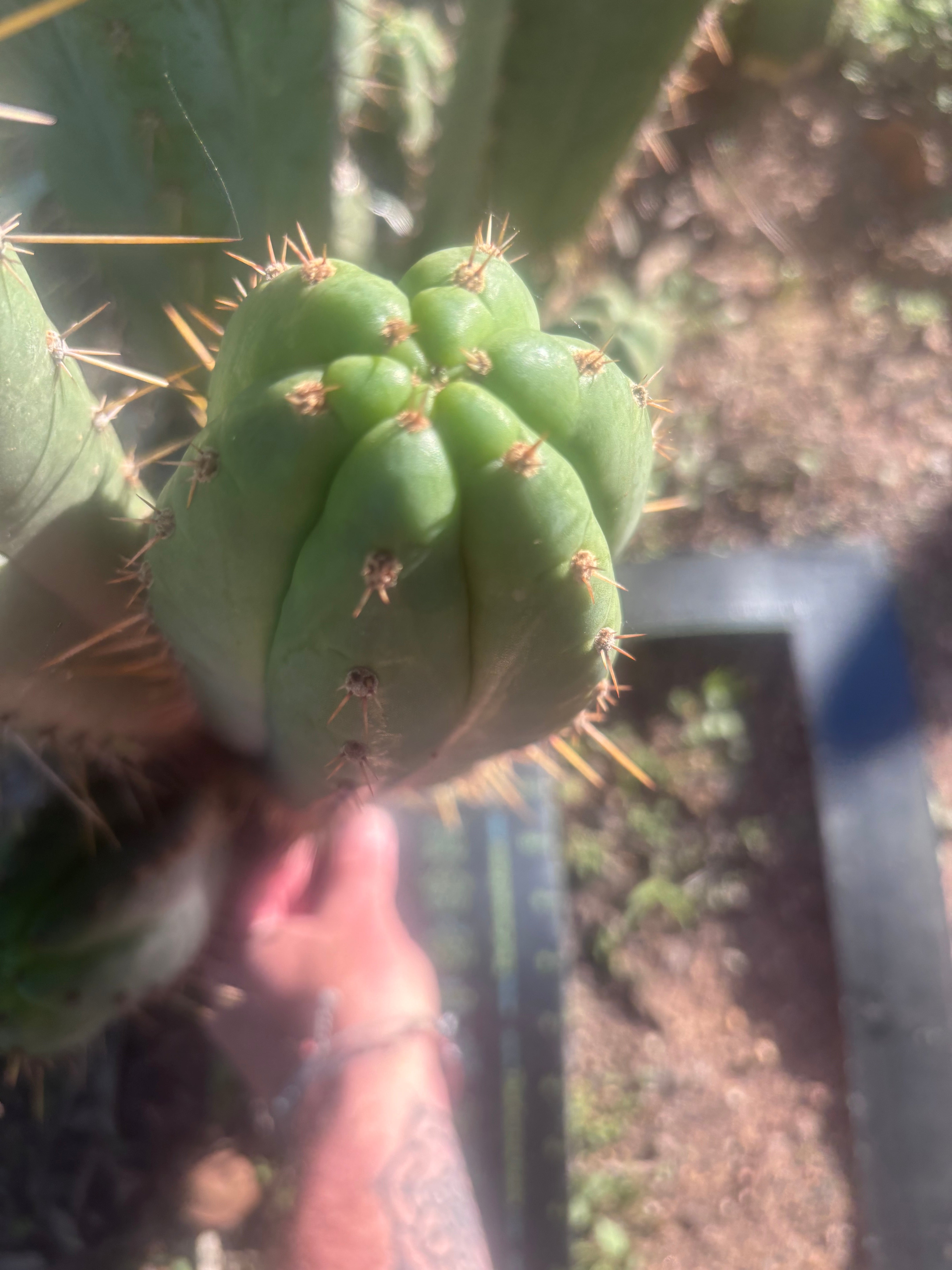 💎👑🌶️ Kimnach — Beefy XL 14” Pup