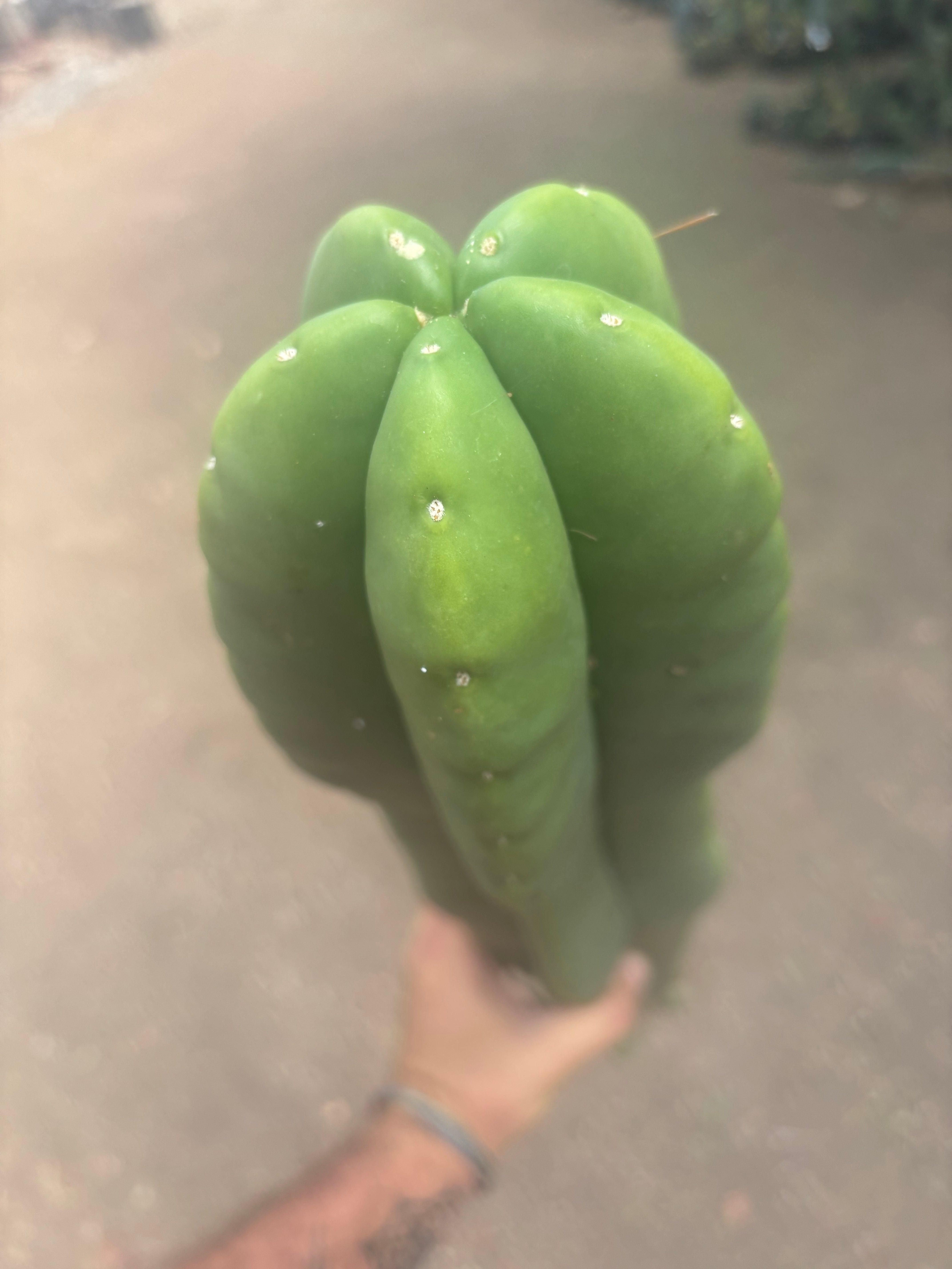 💎👑🌶️  Zulk —  Massive XXXL 32” Column