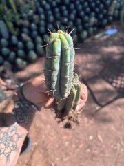 👑🌶️🌶️ Pala! — 9” Rooted