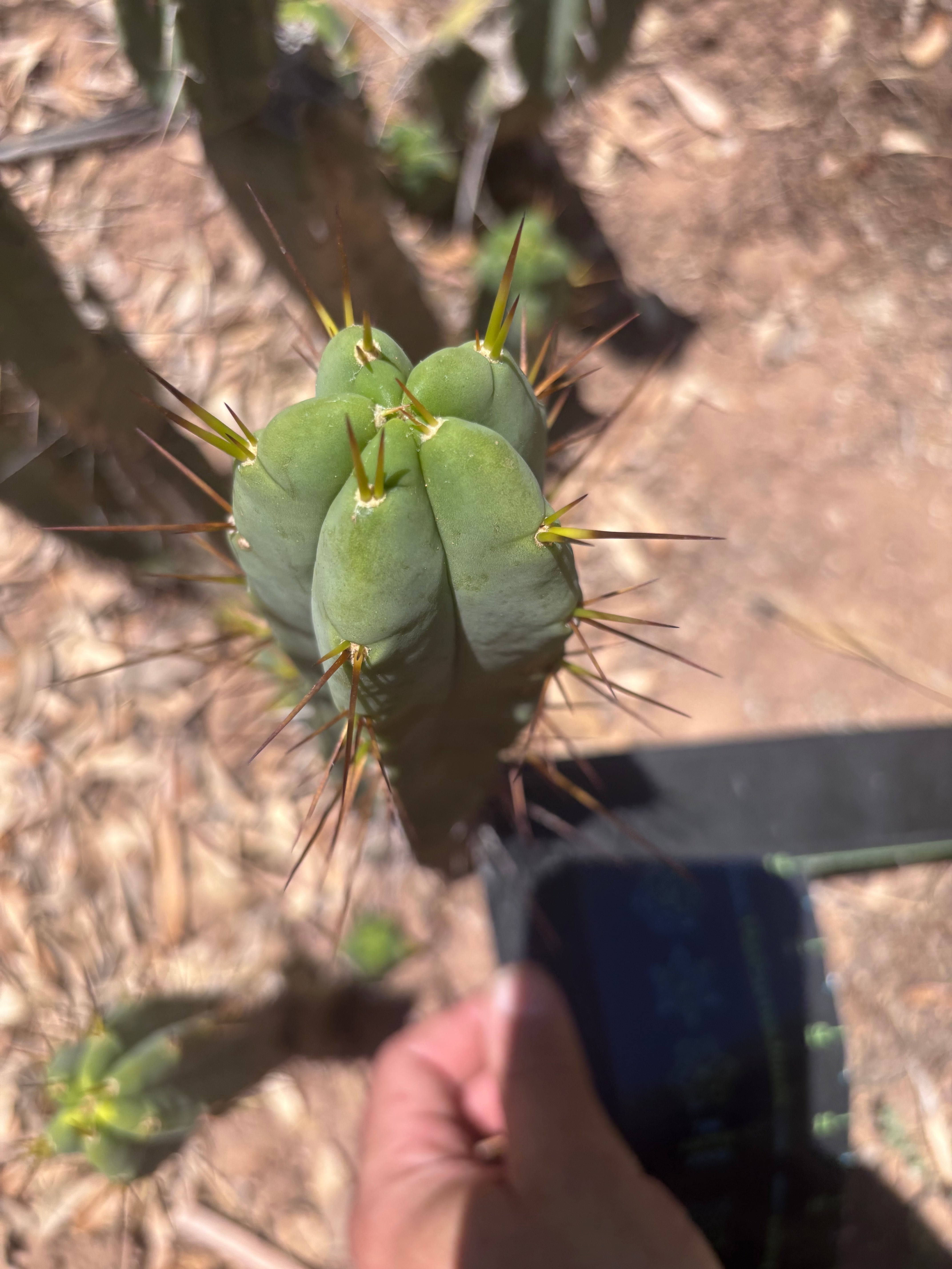 👑🌶️🌶️ Dulzura — 9” Pups