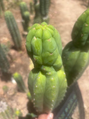 👑🌶️🌶️ Ogun — 11” Tip