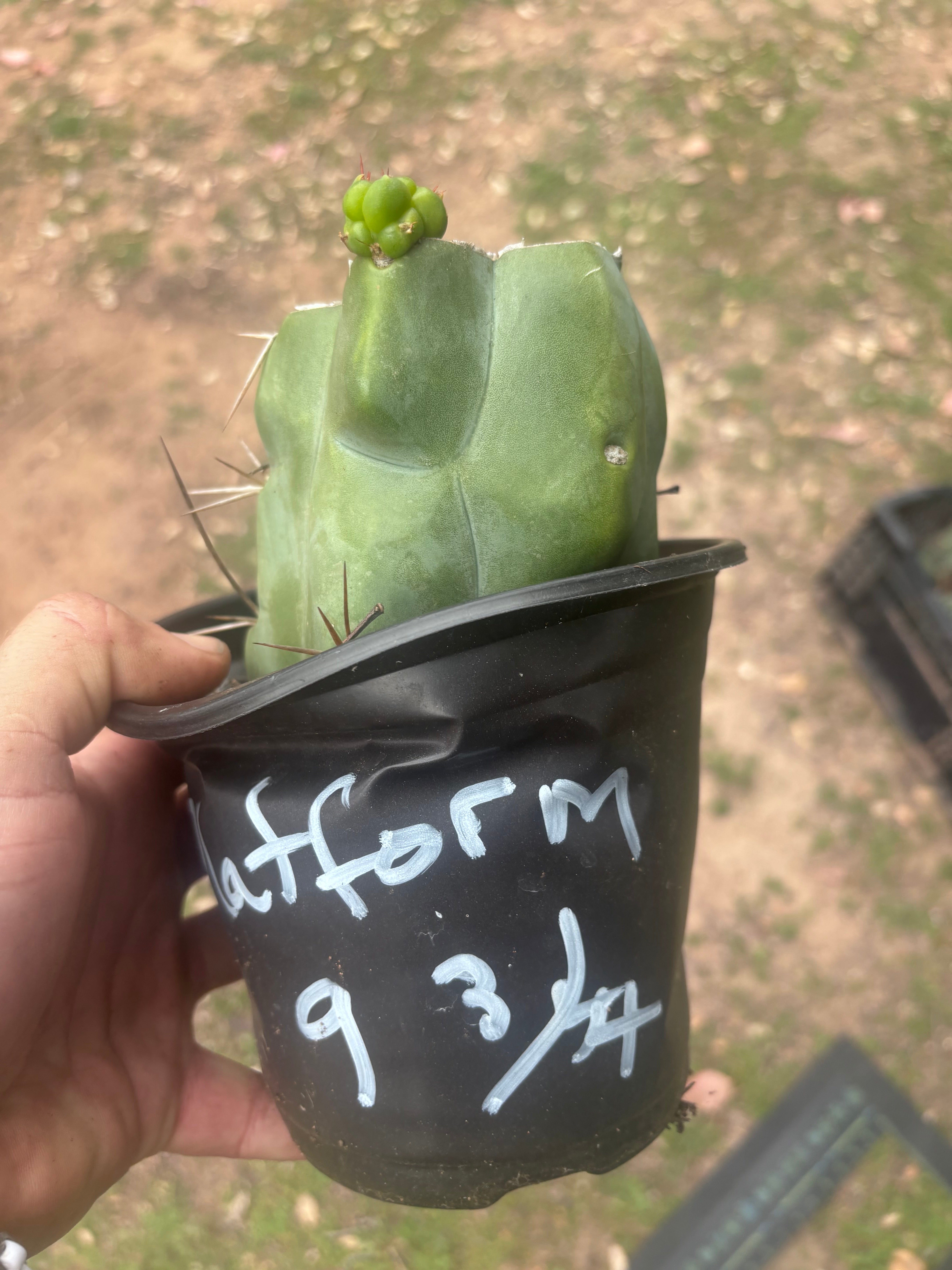 💎💎👑🌶️ Platform 9 3/4  — Rooted and Pupping Mid Chonk