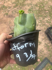 💎💎👑🌶️ Platform 9 3/4  — Rooted and Pupping Mid Chonk