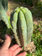 👑🌶️ Blue Ecuador — Chonky 9” Pup