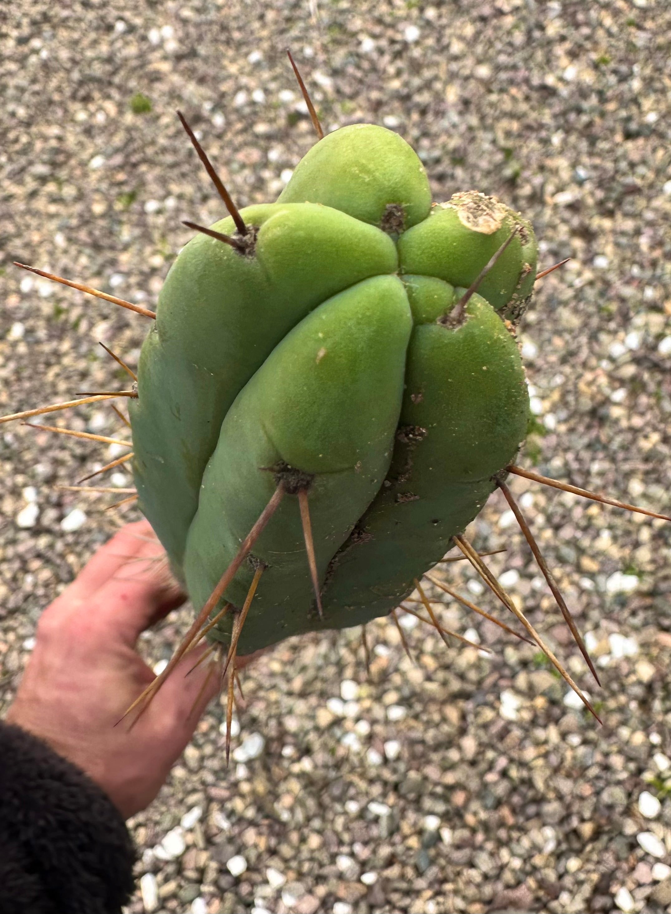 🌶️🌶️ Dulzura 12” MIDS