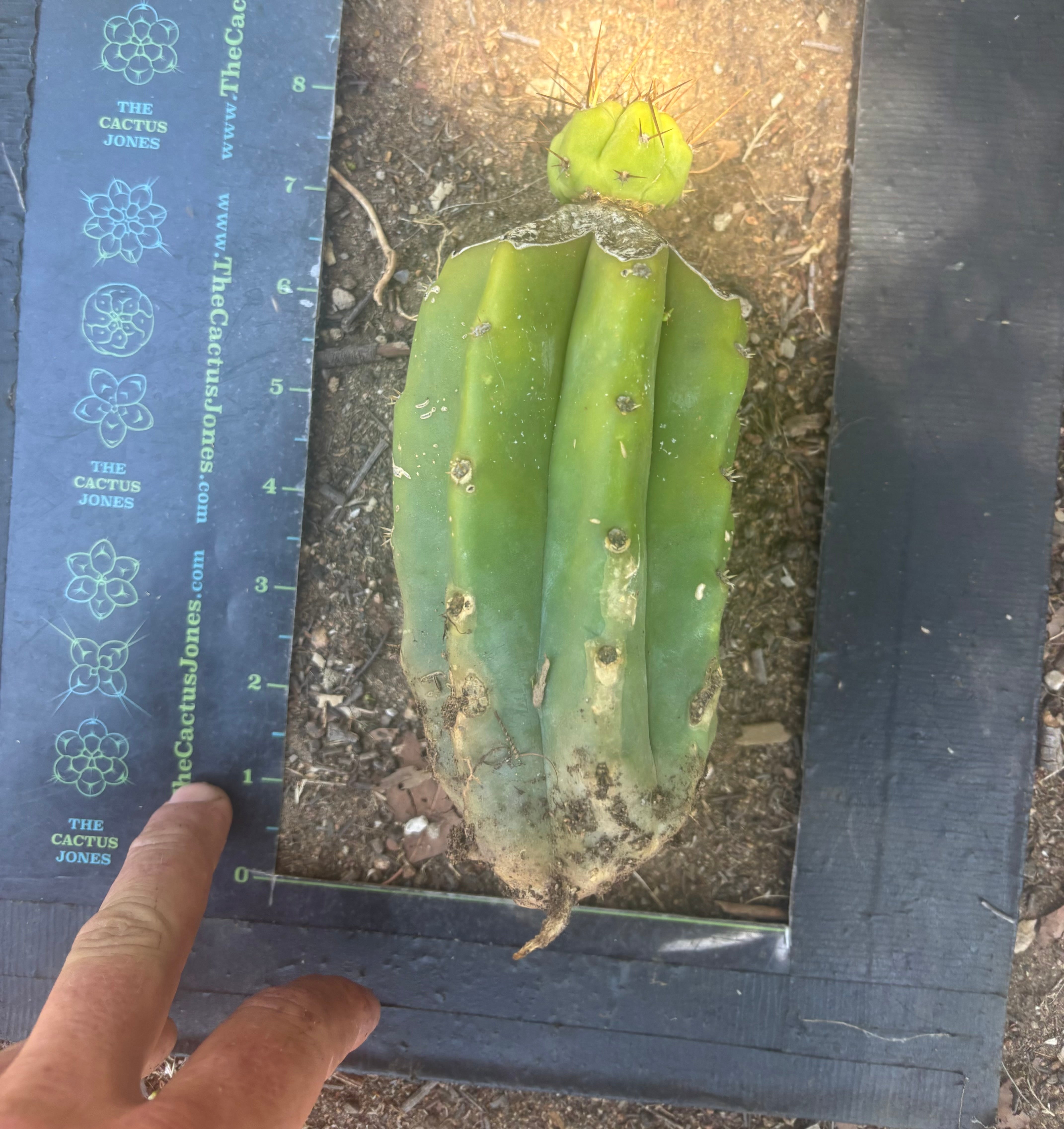 👑💎🌶️  CSD — Tip Graft on PC w/Roots