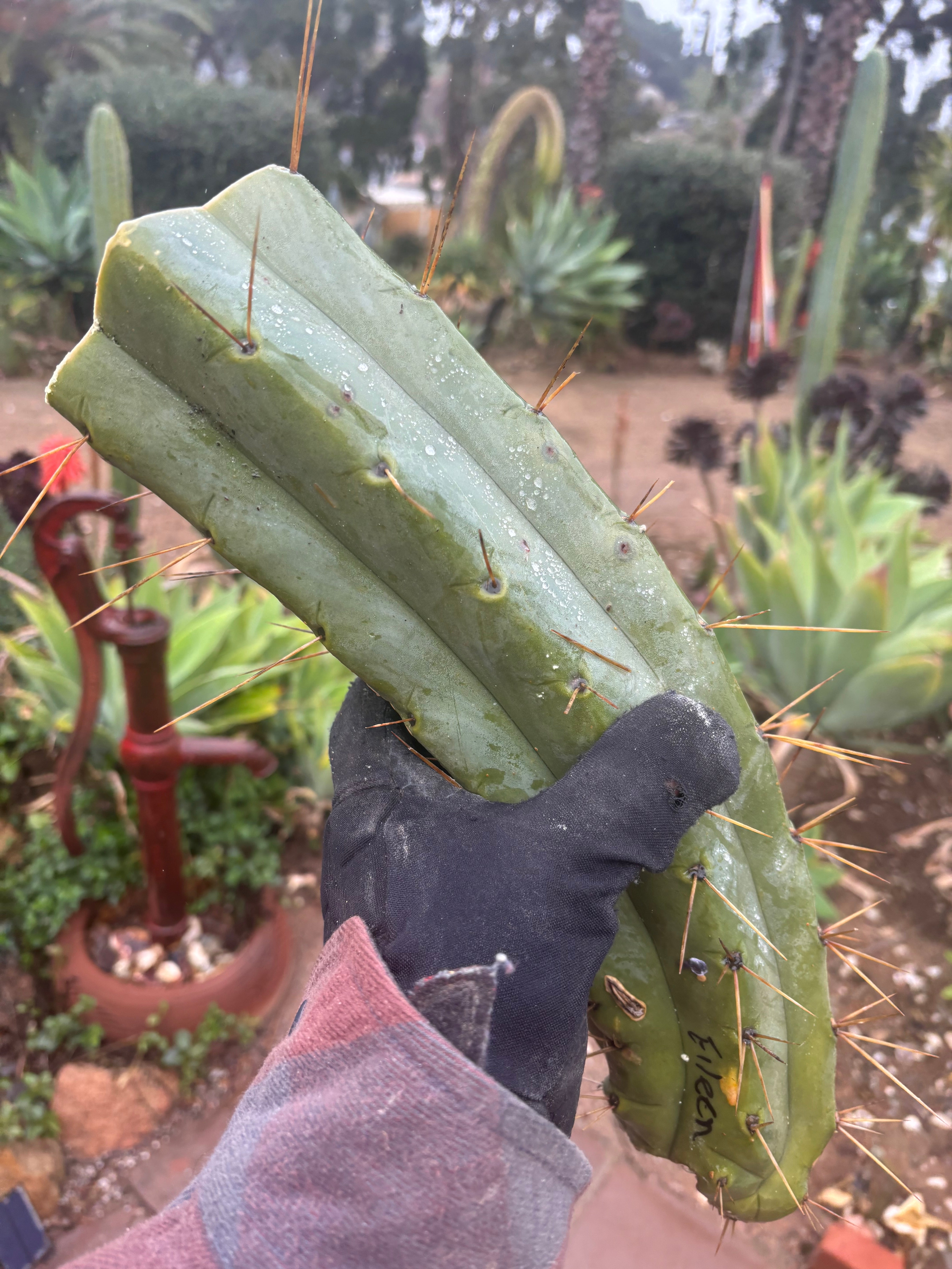 👑🌶️🌶️ Eileen — 14” MEGA Mids (2)