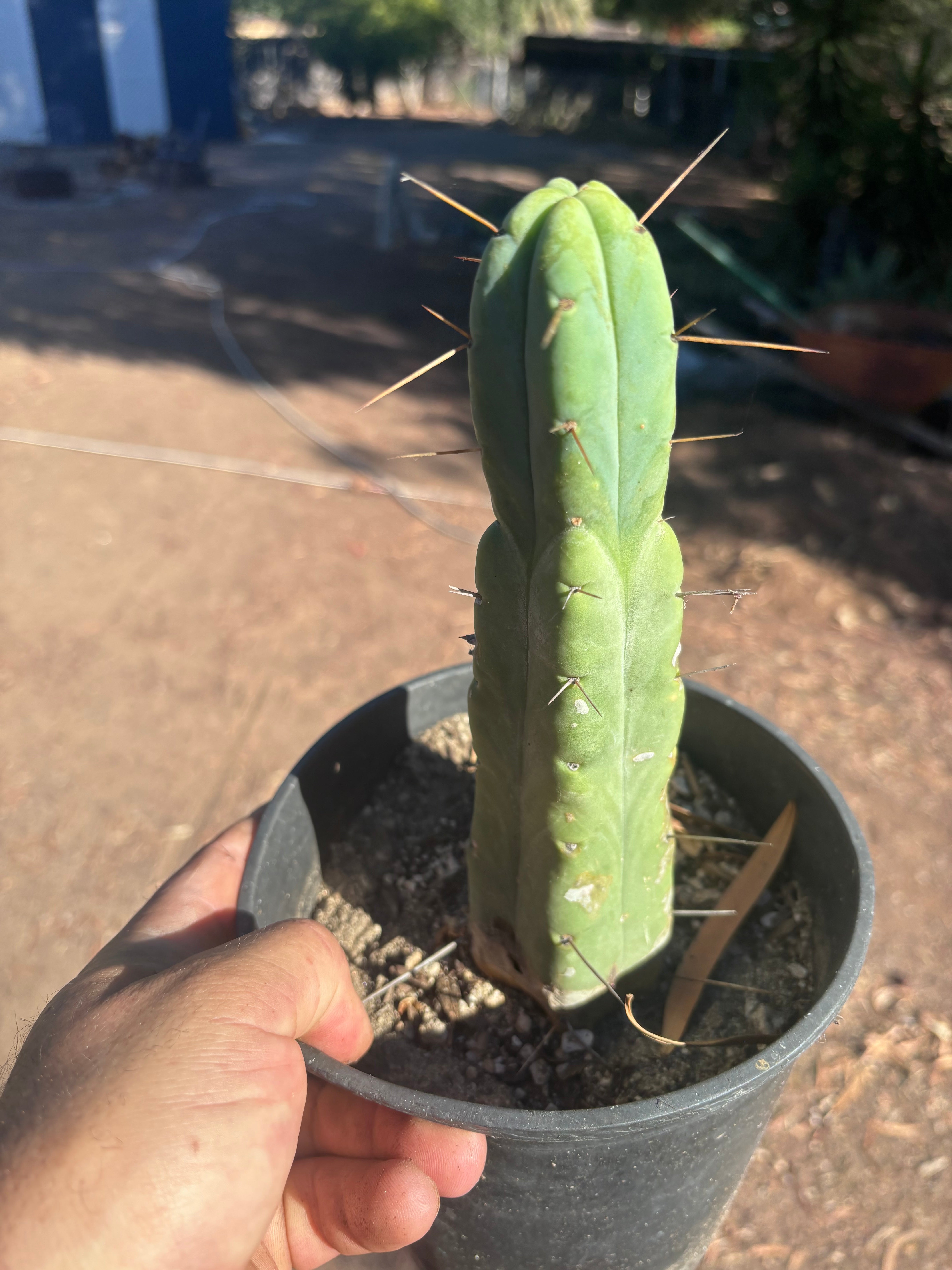 👑🌶️🌶️ Jiimz Twin Spine — Rooted 10” Tip