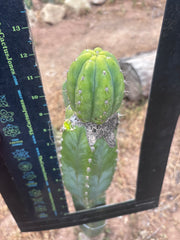 👑🌶️🌶️ KR04 — Established Tip Graft