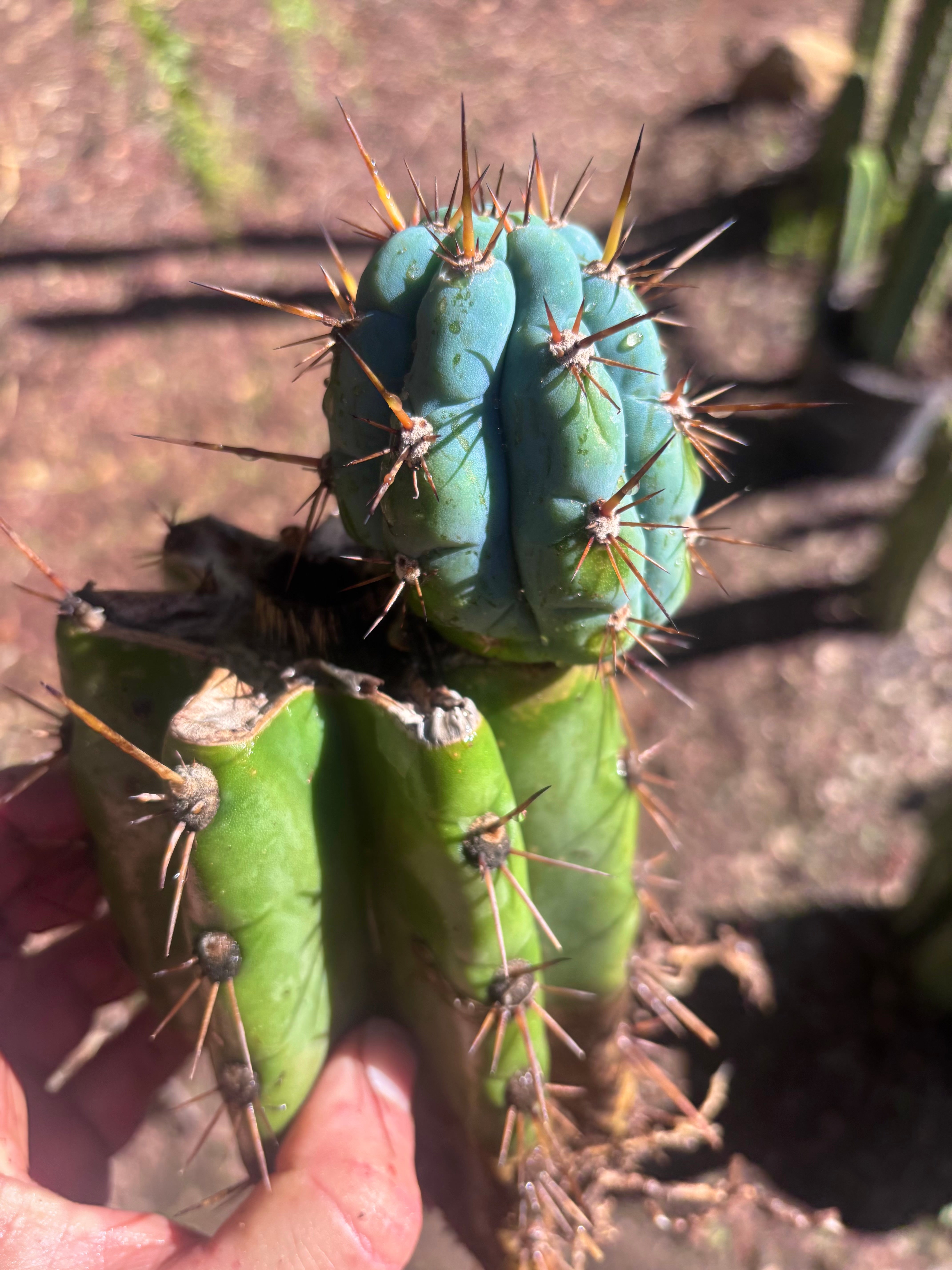 💎👑💎 Papa Smurf — Thick Rooted Mid w/Pup