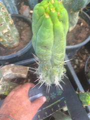 💎👑🐉 Bruce’s Dragon — Thick 10” Pup