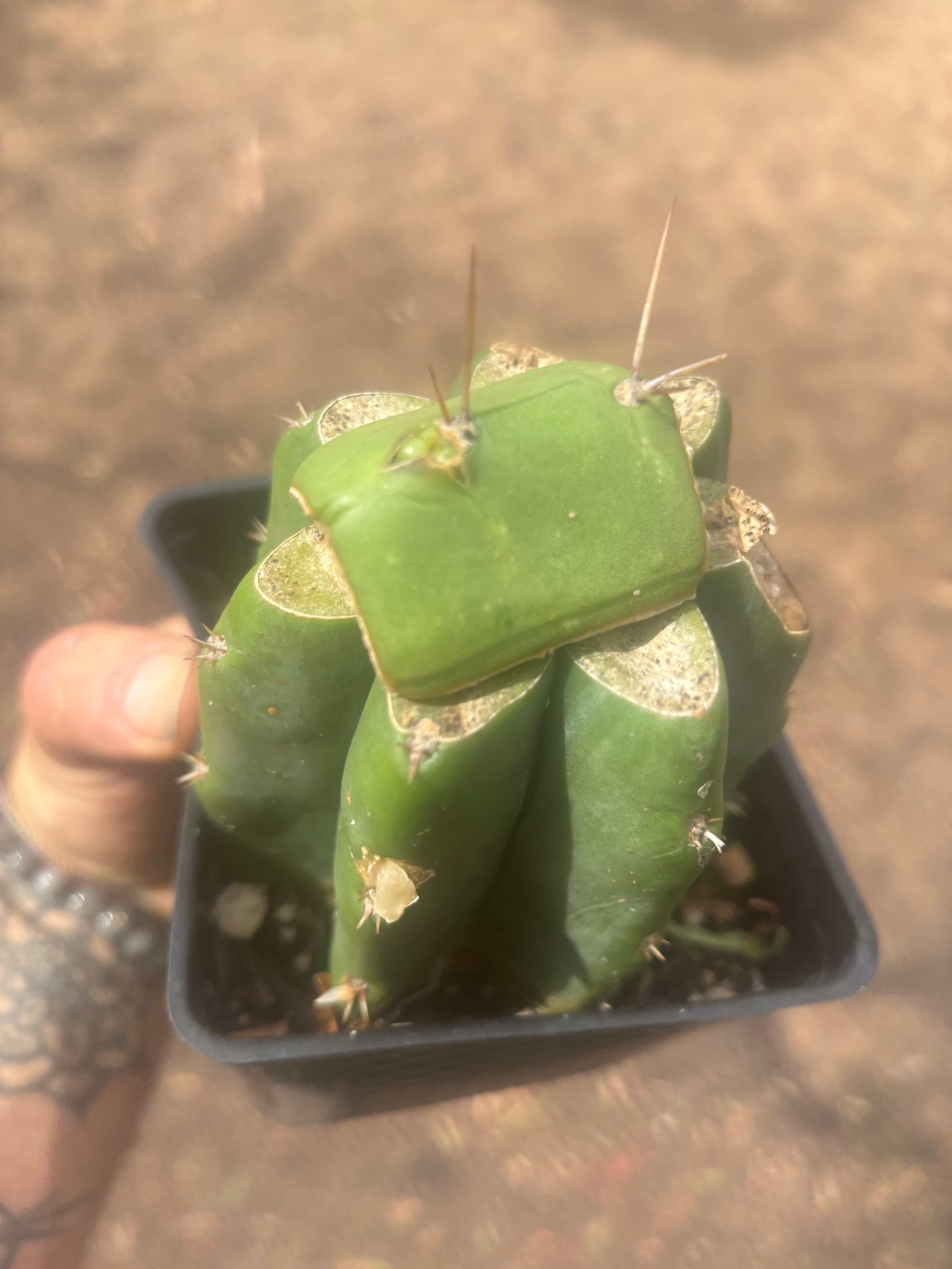 💎👑💎 Salad Fingers — Rooted Slab Graft w/ Pup Starting