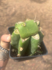 💎👑💎 Salad Fingers — Rooted Slab Graft w/ Pup Starting