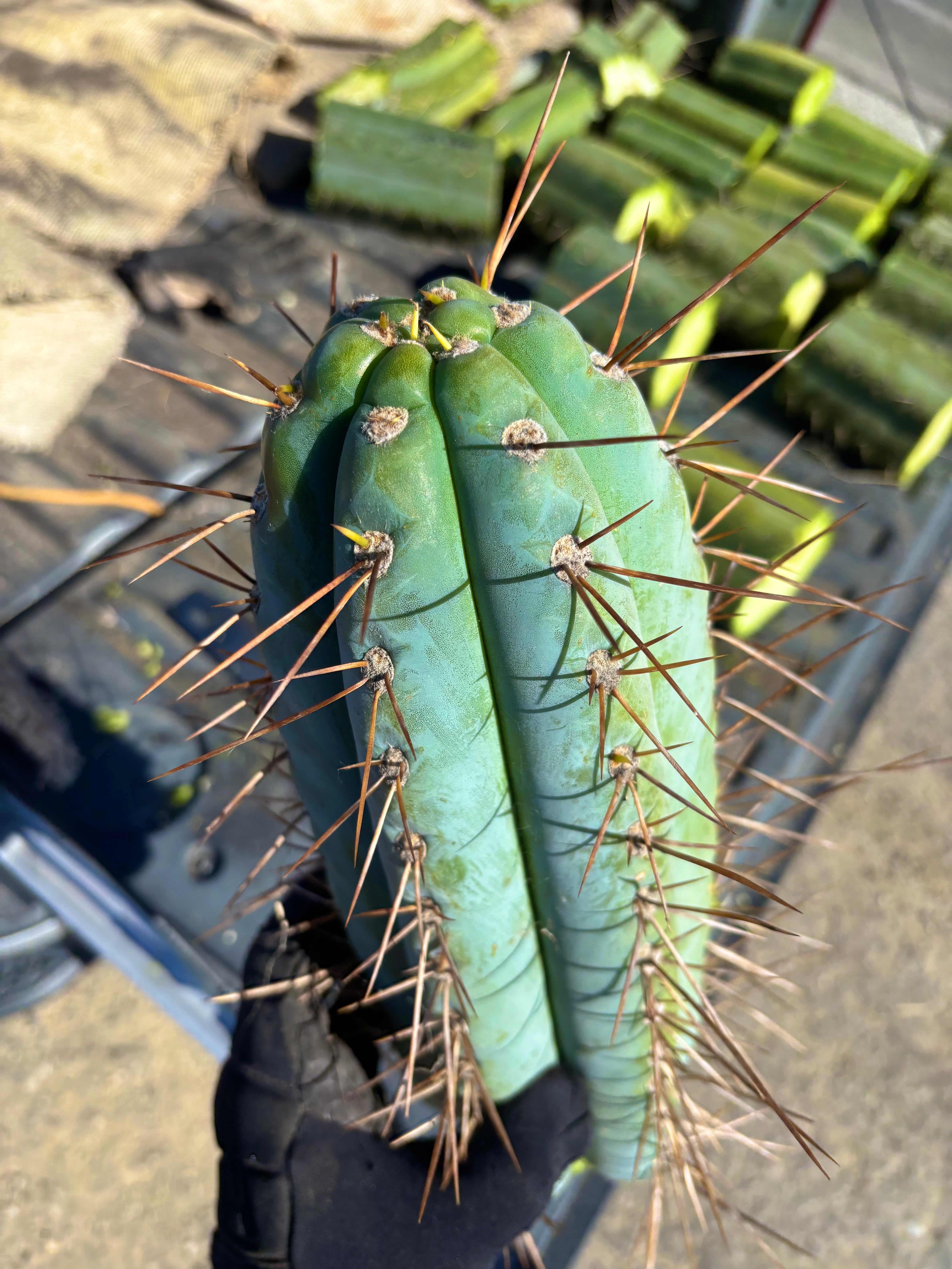 💎👑 Chuck’s Peru C — MASSIVE 14” Tip