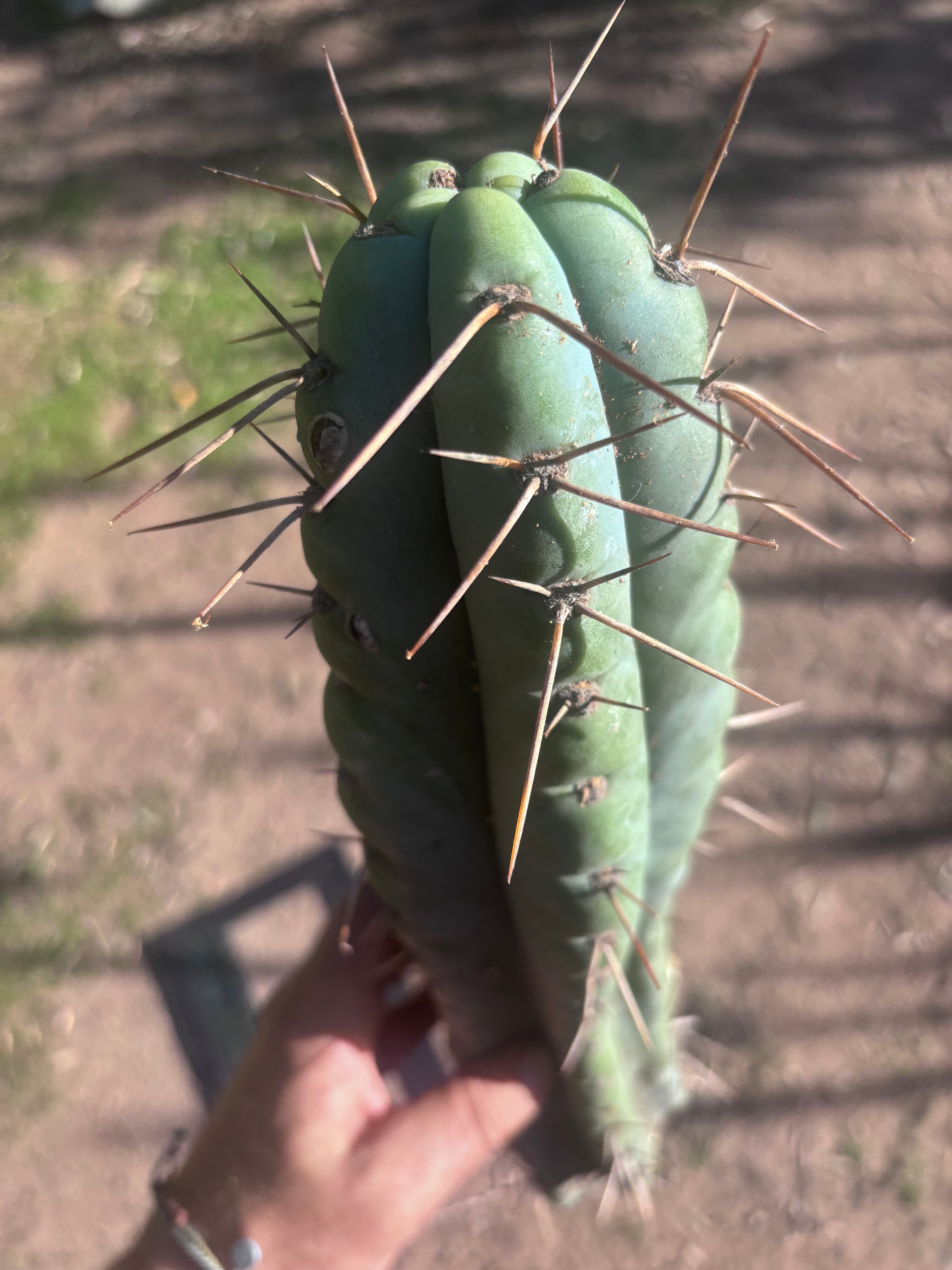 💎🌶️ NOM — XL 16” Tip