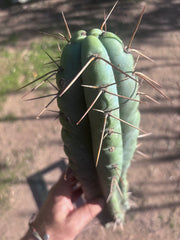 💎🌶️ NOM — XL 16” Tip