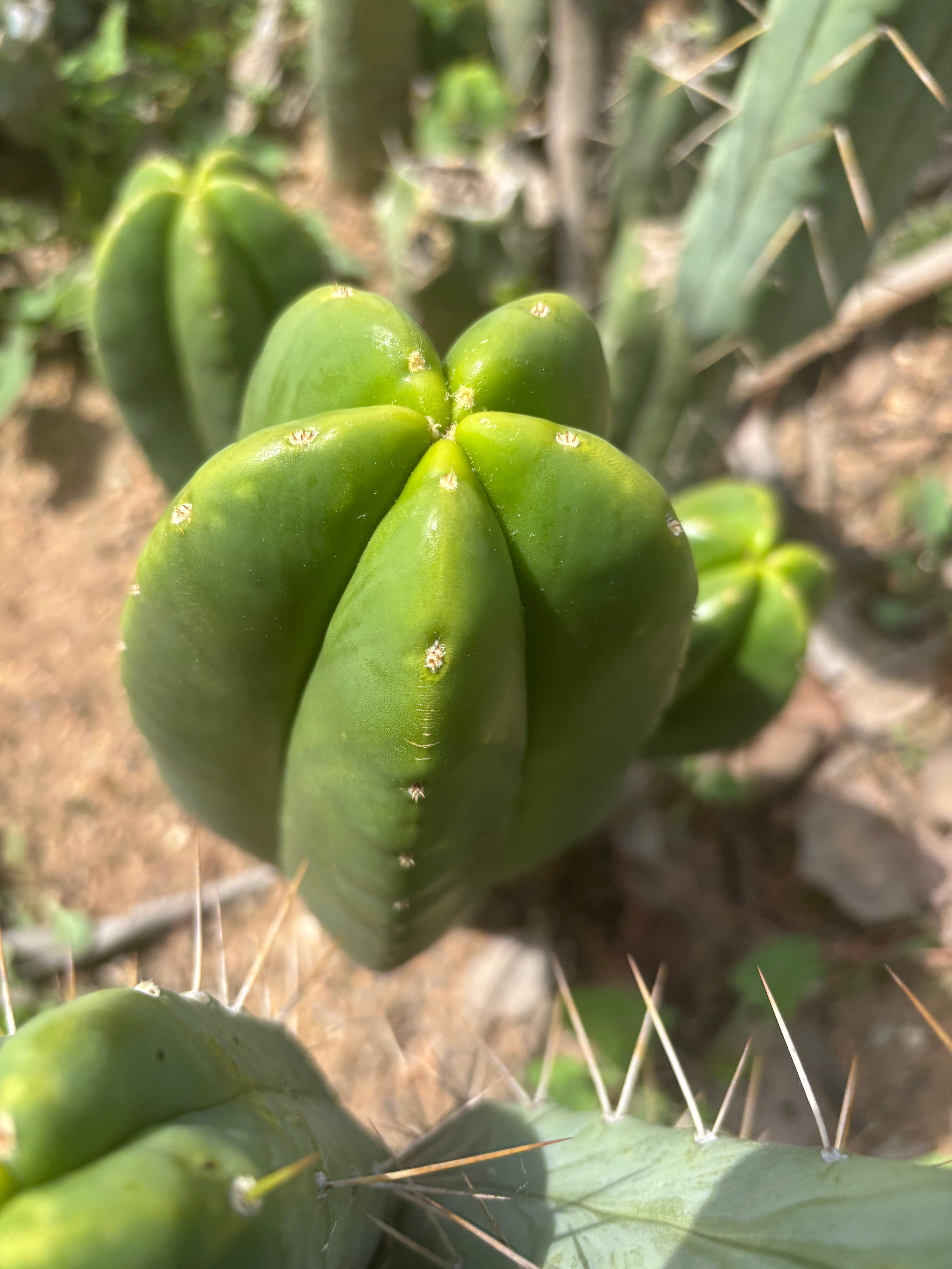 👑🌶️ Zulk Melon