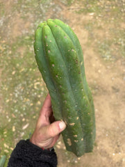 💎👑🌶️ Tom Juuls Giant  — XL 14” Tip